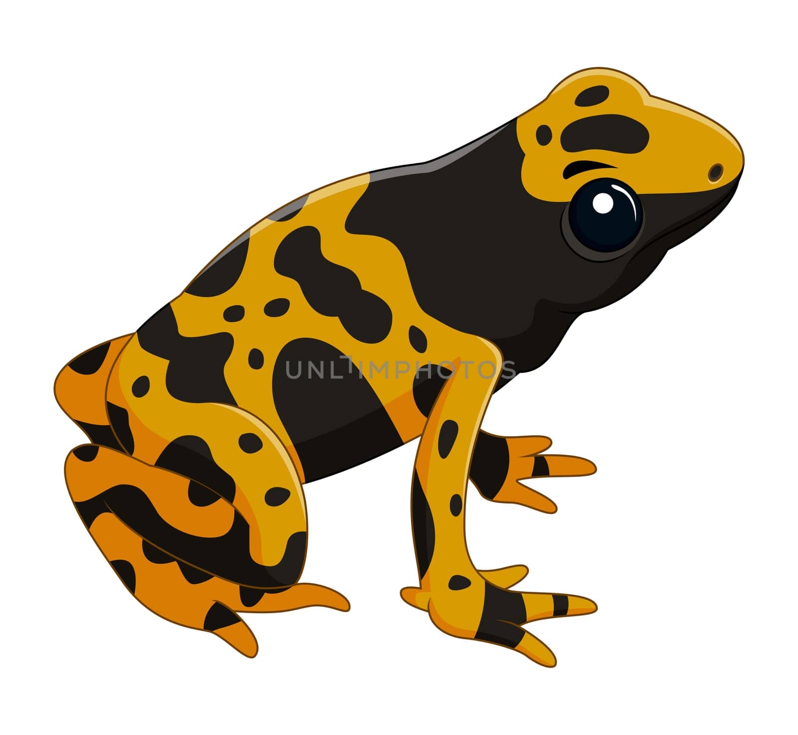 Poison dart frog isolated on white background