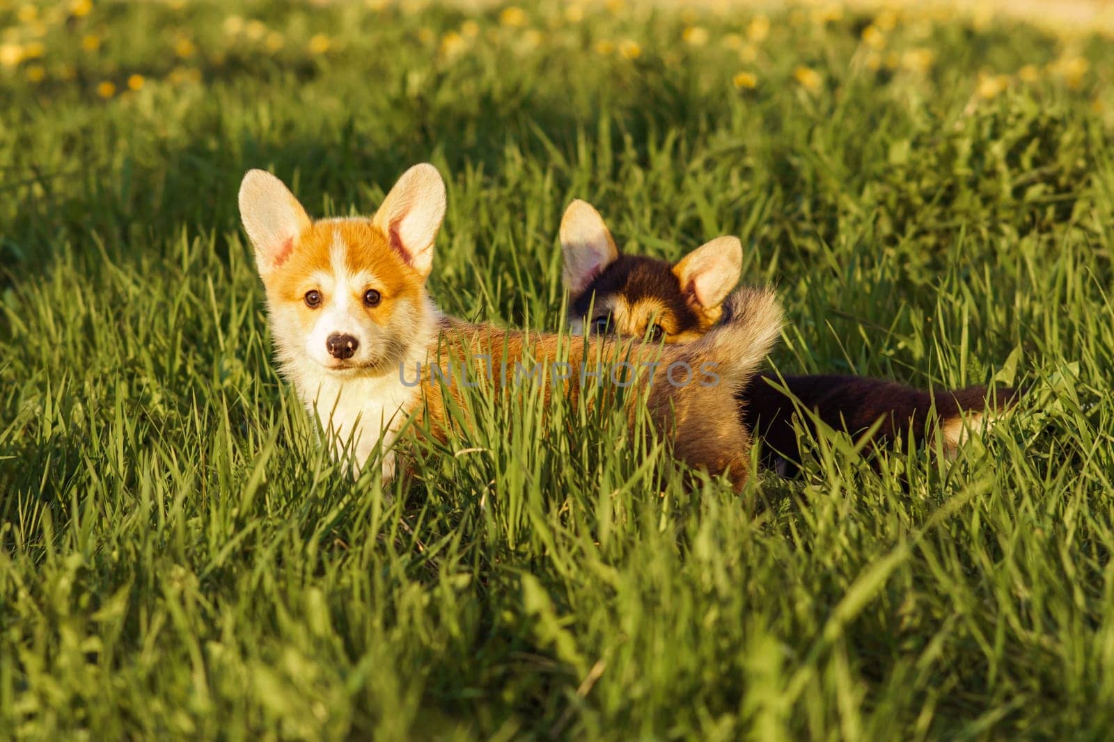 Two short Pembroke Welsh Corgi cubs walking on green lawn with yellow blossoms on sunny and warm weather together. Doggy with black and white fur hiding behind red and white haired friend.
