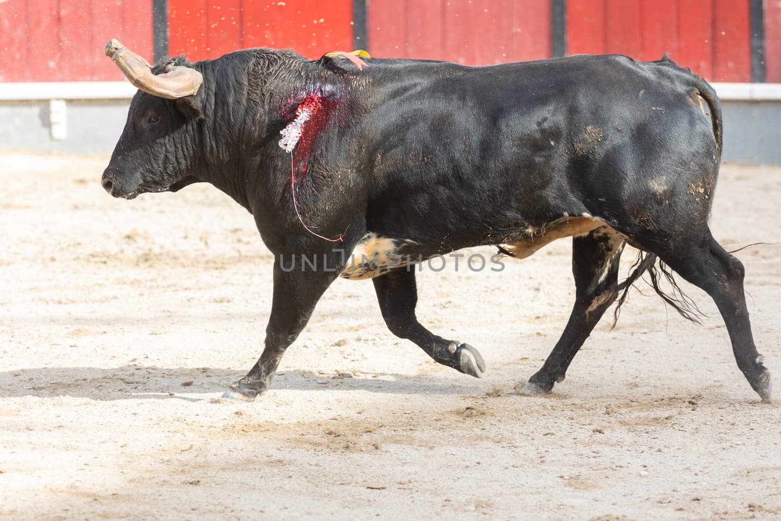 March 26, 2023 Lisbon, Portugal: Tourada - black injured bull in the arena. Mid shot
