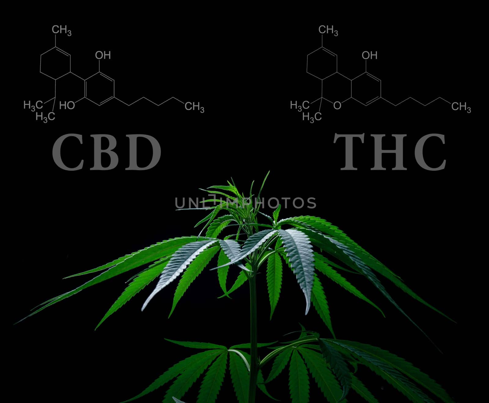 Cannabis leaves with cbd thc chemical structure