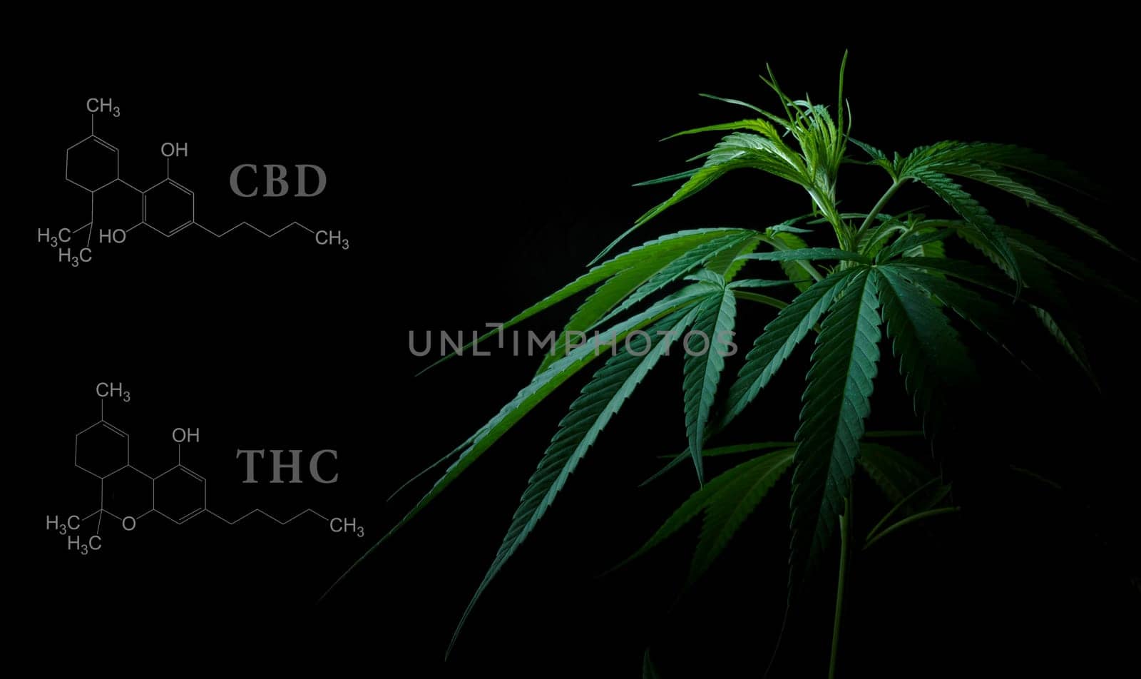 Cannabis leaves with cbd thc chemical structure