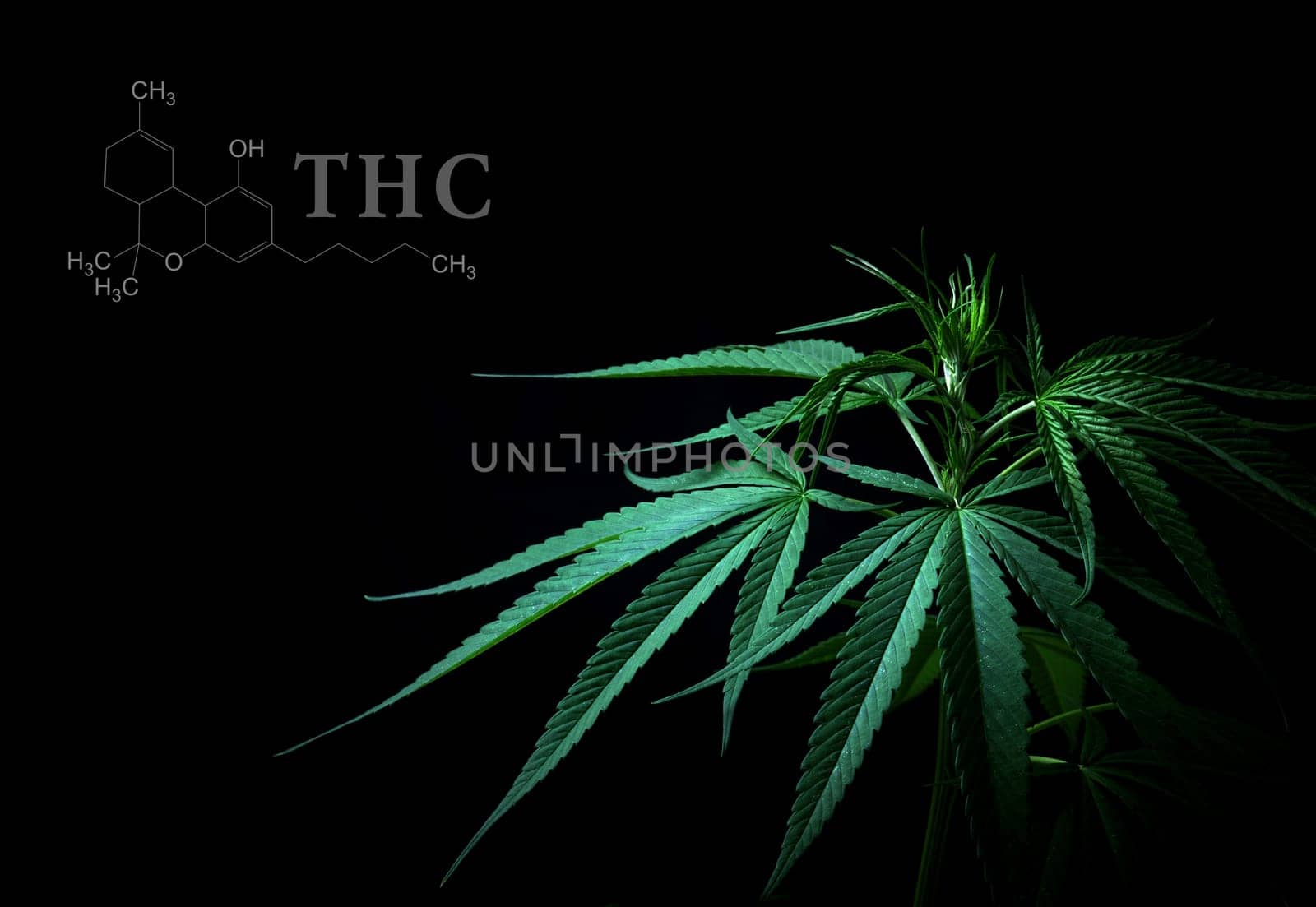 Cannabis leaves with cbd thc chemical structure