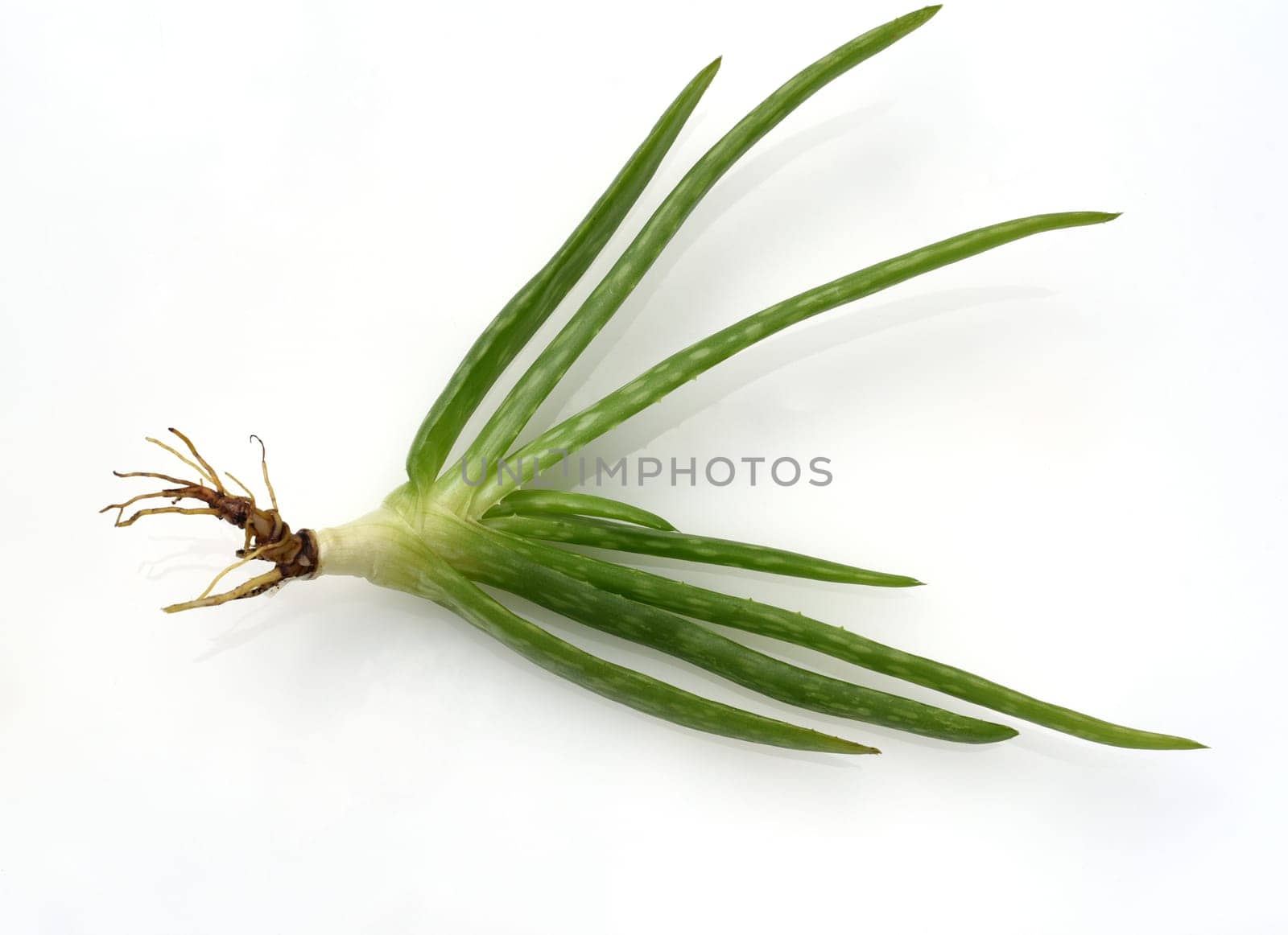 Aloe,Barbadensis Vera is a thick-leaved plant and is used in medicine as a medicine. Aloe,Barbadensis Vera is a succulent plant and is used in medicine as a medicinal product.