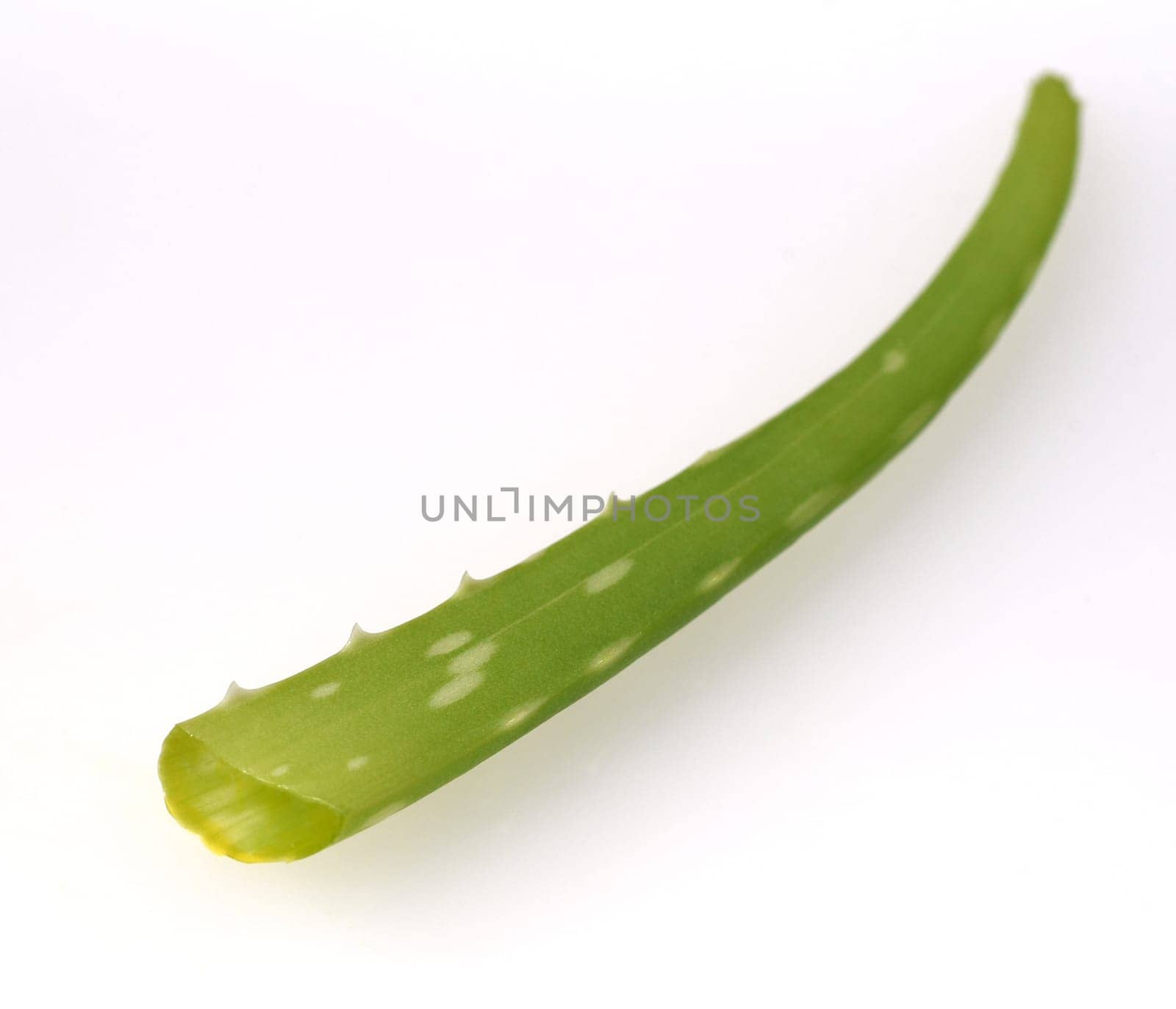 Aloe,Barbadensis Vera is a thick-leaved plant and is used in medicine as a medicine. Aloe,Barbadensis Vera is a succulent plant and is used in medicine as a medicinal product.