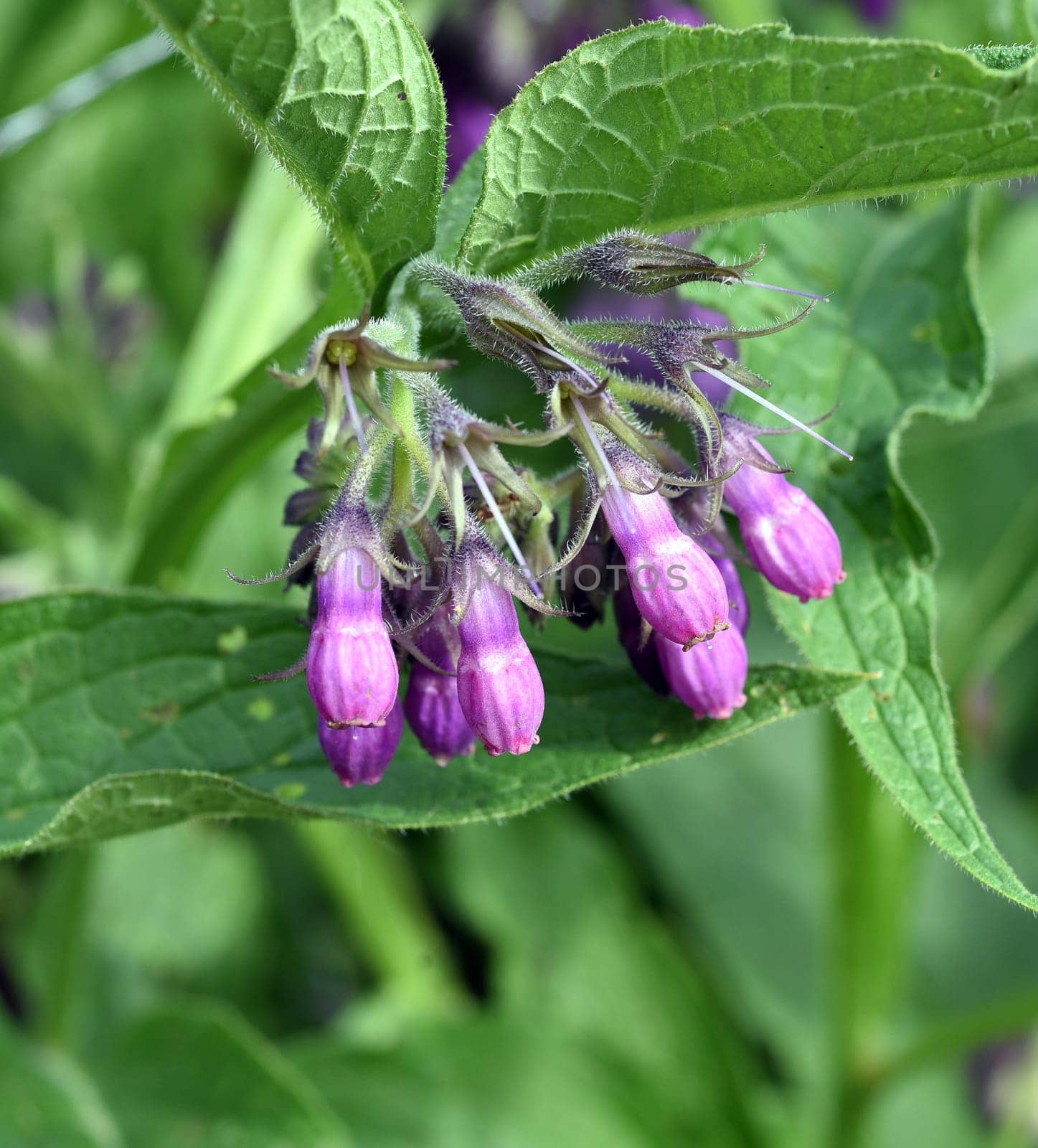 Comfrey,Symphytum,officinale,is a wild plant with white or purple flowers. It is an important medicinal plant and is also used in medicine. Comfrey,Symphytum,officinale,is a wild plant with white or purple flowers. It is an important medicinal plant and is also used in medicine.