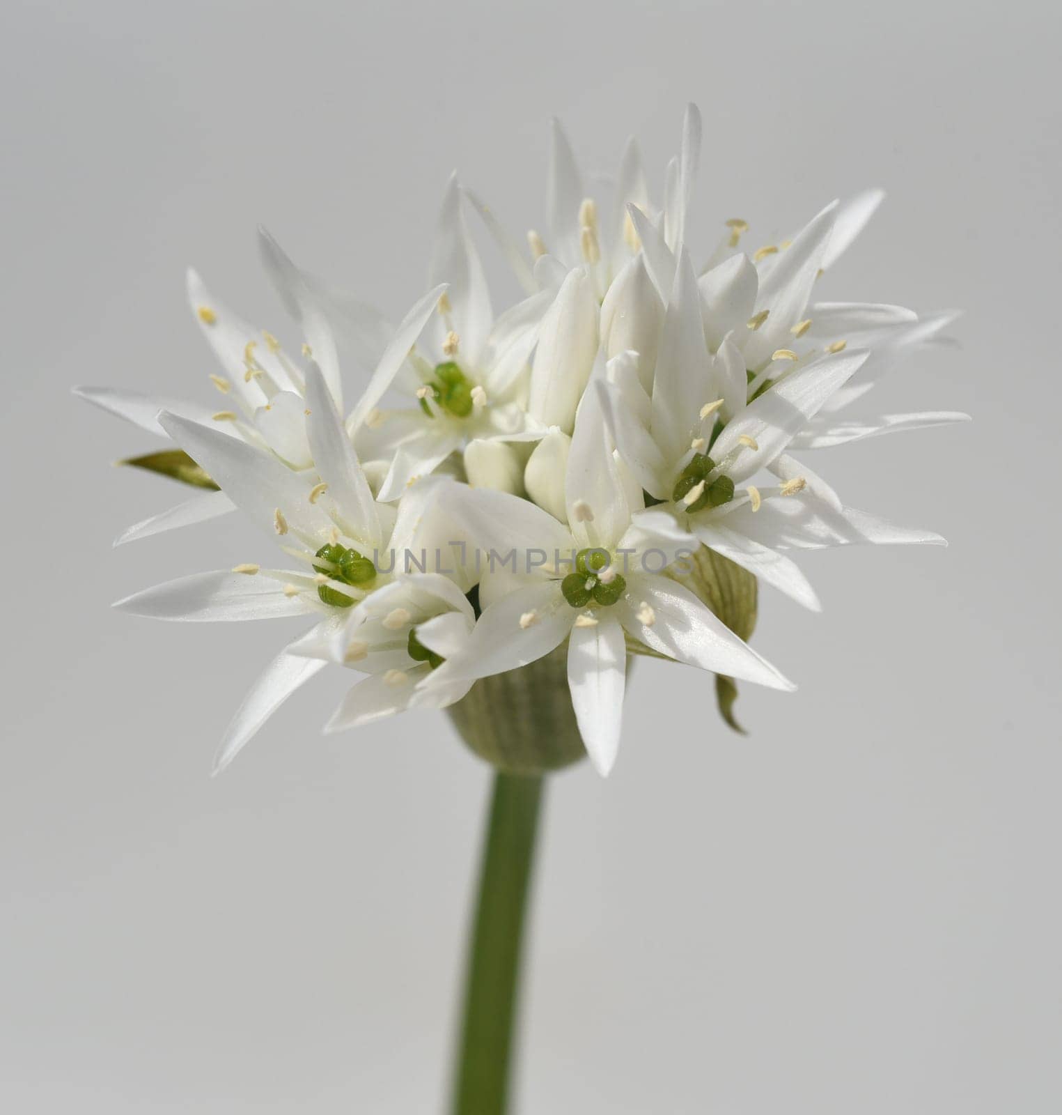 Garlic is an important wild herb and medicinal plant that has a garlic scent with white flowers. It has several poisonous double-gaengers,such as lily,autumn crocus,arum. Baerlauch is an important herb and medicinal plant that has a garlic scent with white flowers. It has several poisonous doppelgangers,(double runner) such as lily of the valley,autumn crocus and arum.