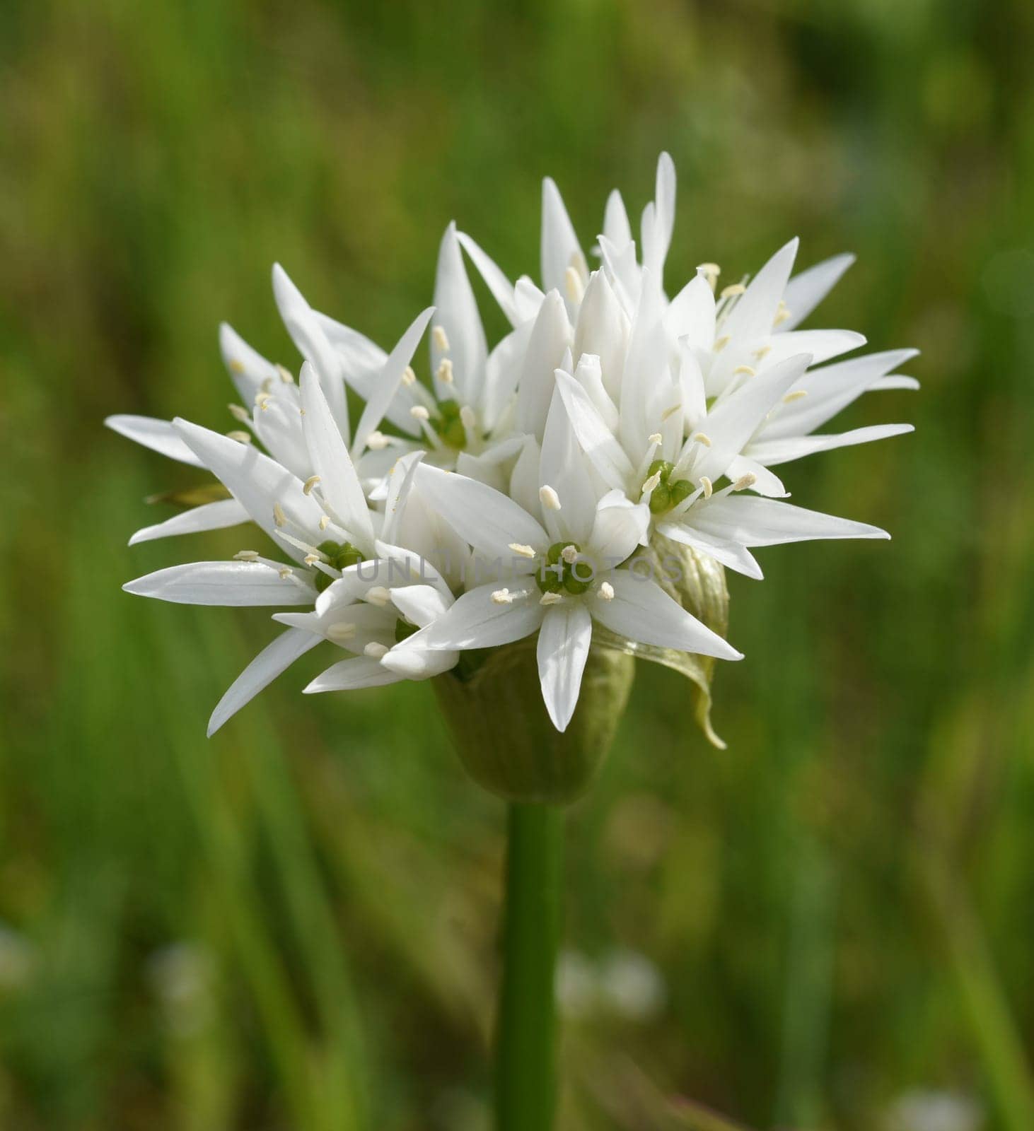 Garlic is an important wild herb and medicinal plant that has a garlic scent with white flowers. It has several poisonous double-gaengers,such as lily,autumn crocus,arum. Baerlauch is an important herb and medicinal plant that has a garlic scent with white flowers. It has several poisonous doppelgangers,(double runner) such as lily of the valley,autumn crocus and arum.