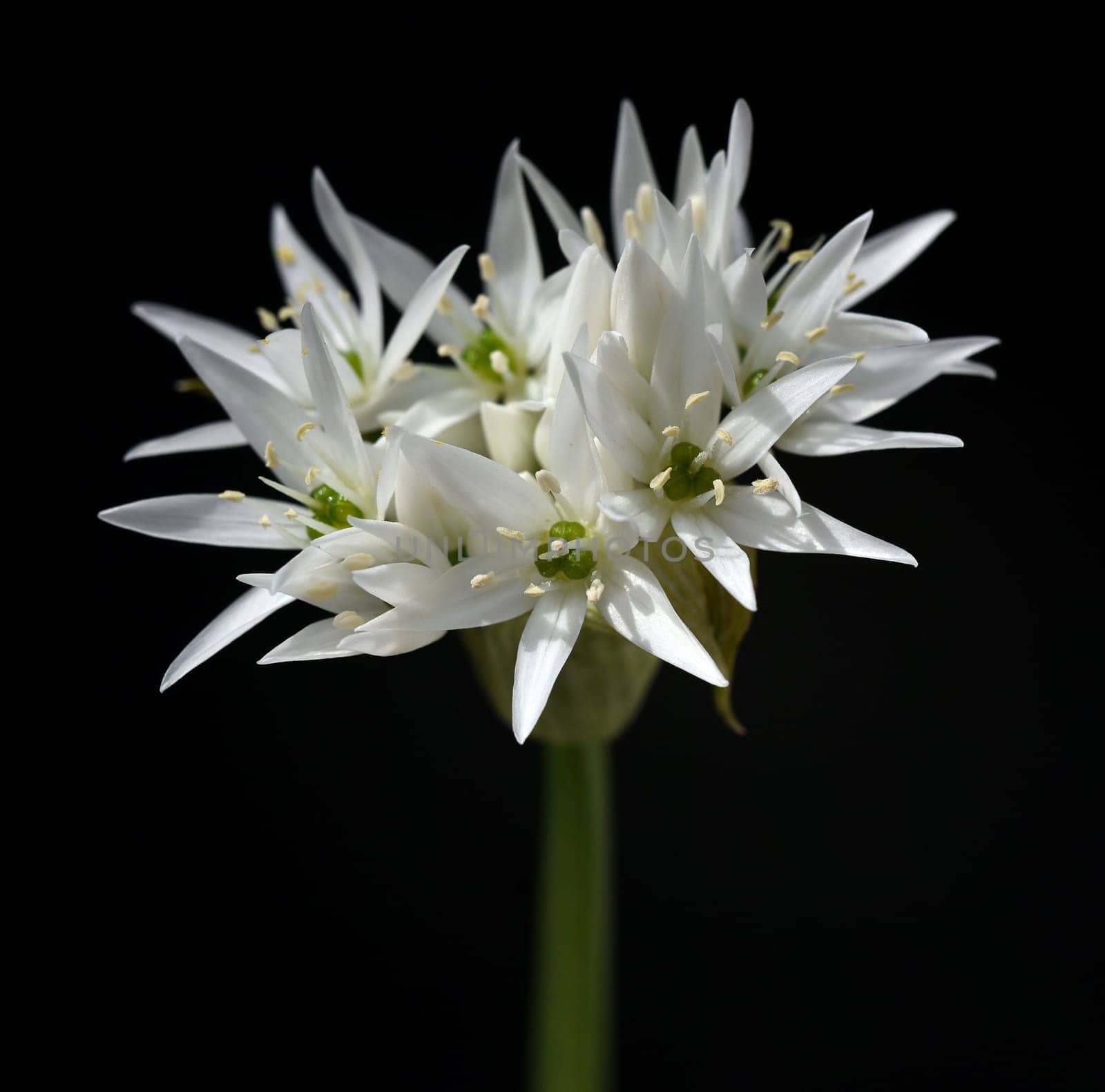 Garlic is an important wild herb and medicinal plant that has a garlic scent with white flowers. It has several poisonous double-gaengers,such as lily,autumn crocus,arum. Baerlauch is an important herb and medicinal plant that has a garlic scent with white flowers. It has several poisonous doppelgangers,(double runner) such as lily of the valley,autumn crocus and arum.