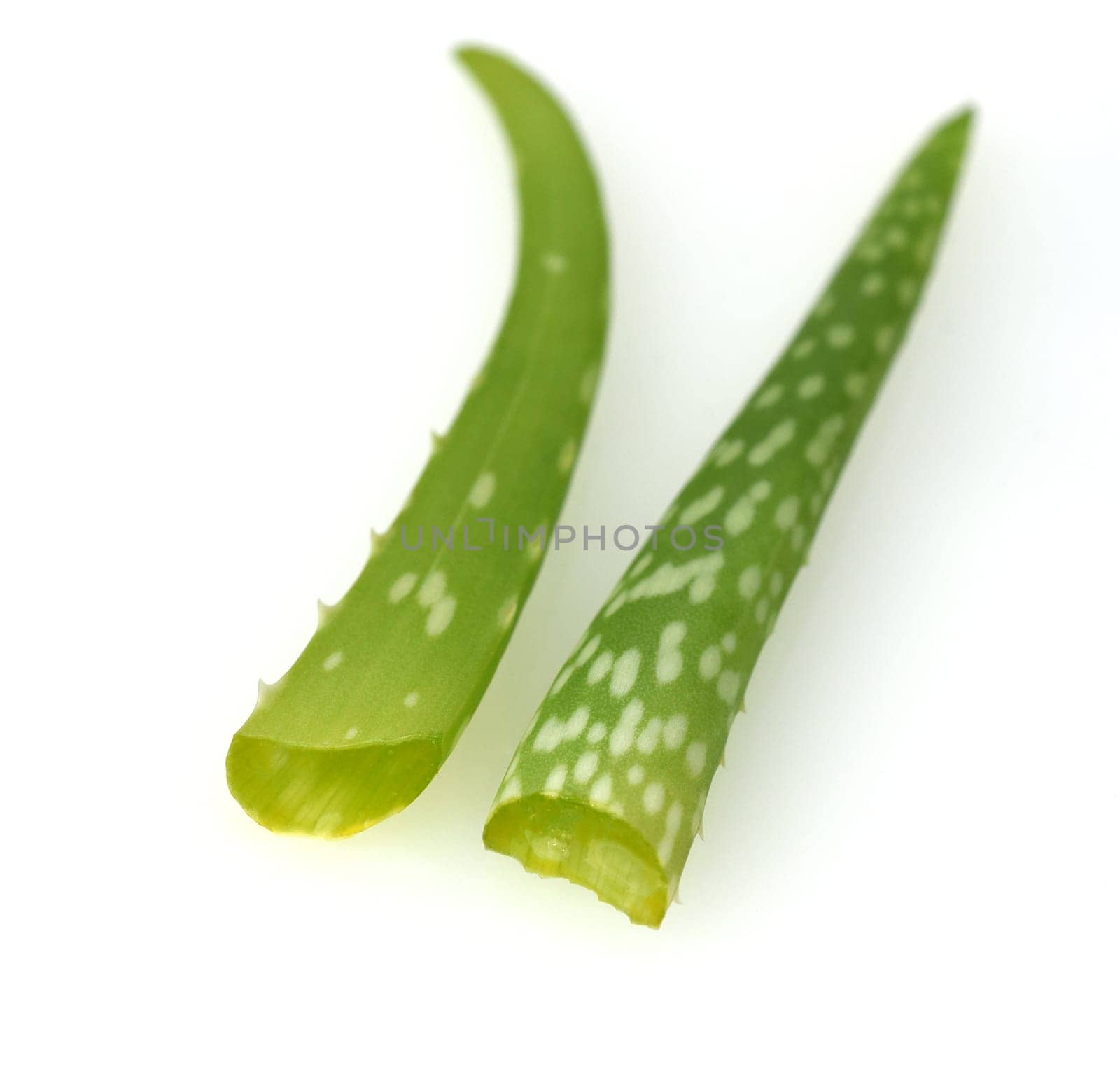 Aloe,Barbadensis Vera is a thick-leaved plant and is used in medicine as a medicine. Aloe,Barbadensis Vera is a succulent plant and is used in medicine as a medicinal product.