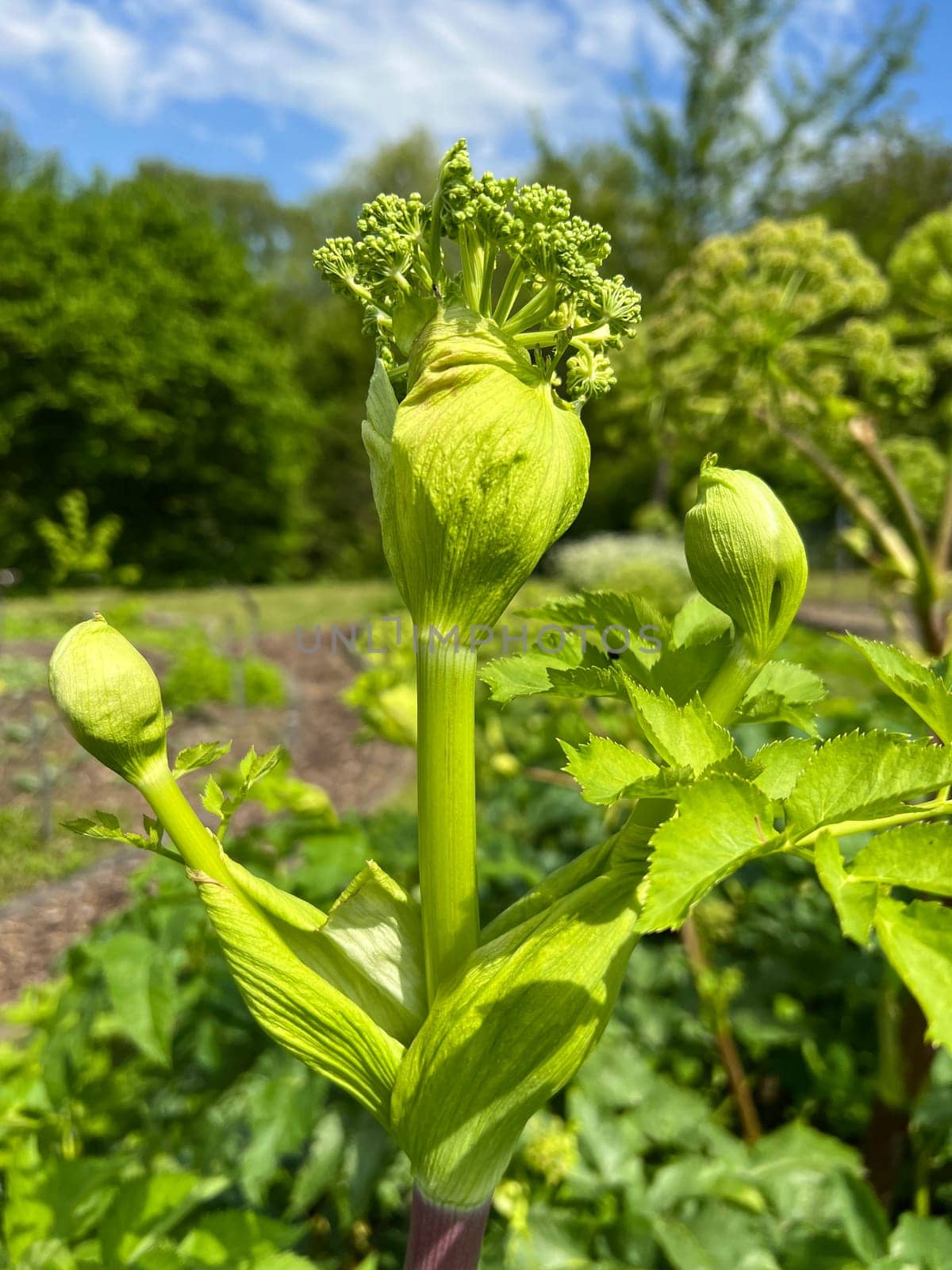 Angelica,Angelica,Archangelica,belongs to the wild plants with green flowers. It is an important medicinal plant and is also used in medicine. Angelica,Angelica,Archangelica,belongs to the wild plant with green flowers. It is an important medicinal plant and is also used in medicine.
