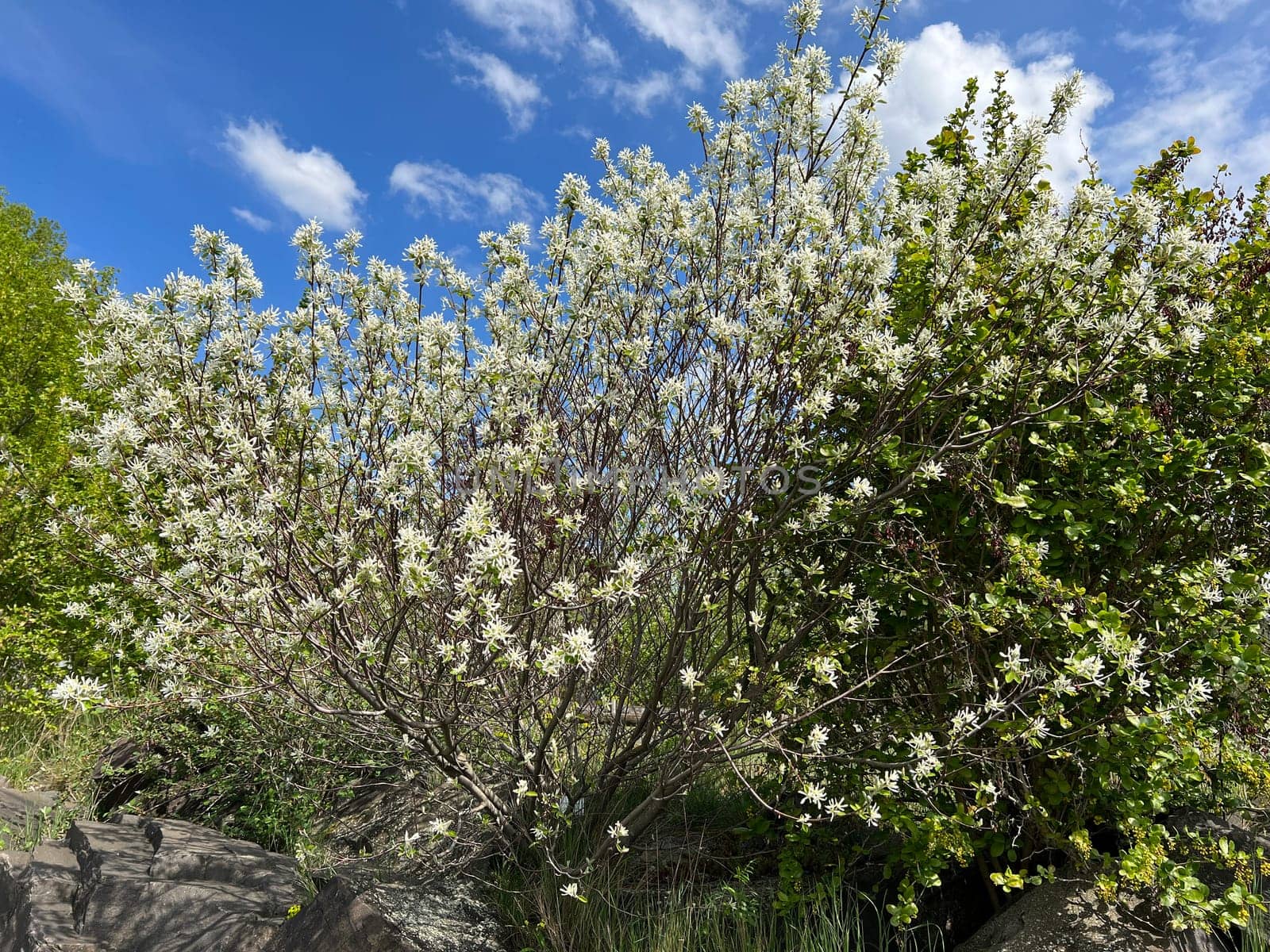 Rock pear is a shrub that can grow between two and six meters high,depending on the species or variety. Pear pear is a shrub that - depending on the species or variety - can be between two and six meters high