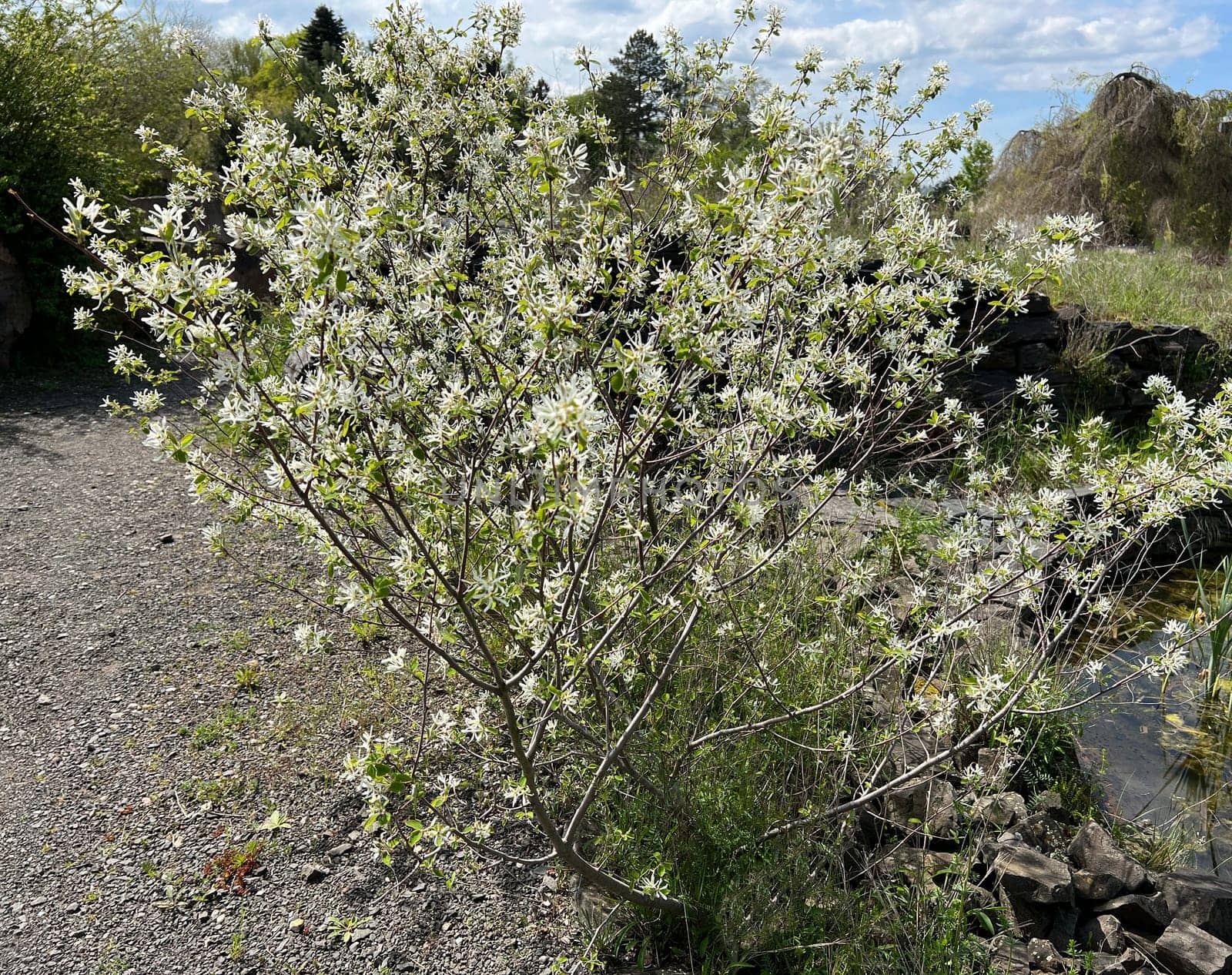 Rock pear is a shrub that can grow between two and six meters high,depending on the species or variety. Pear pear is a shrub that - depending on the species or variety - can be between two and six meters high