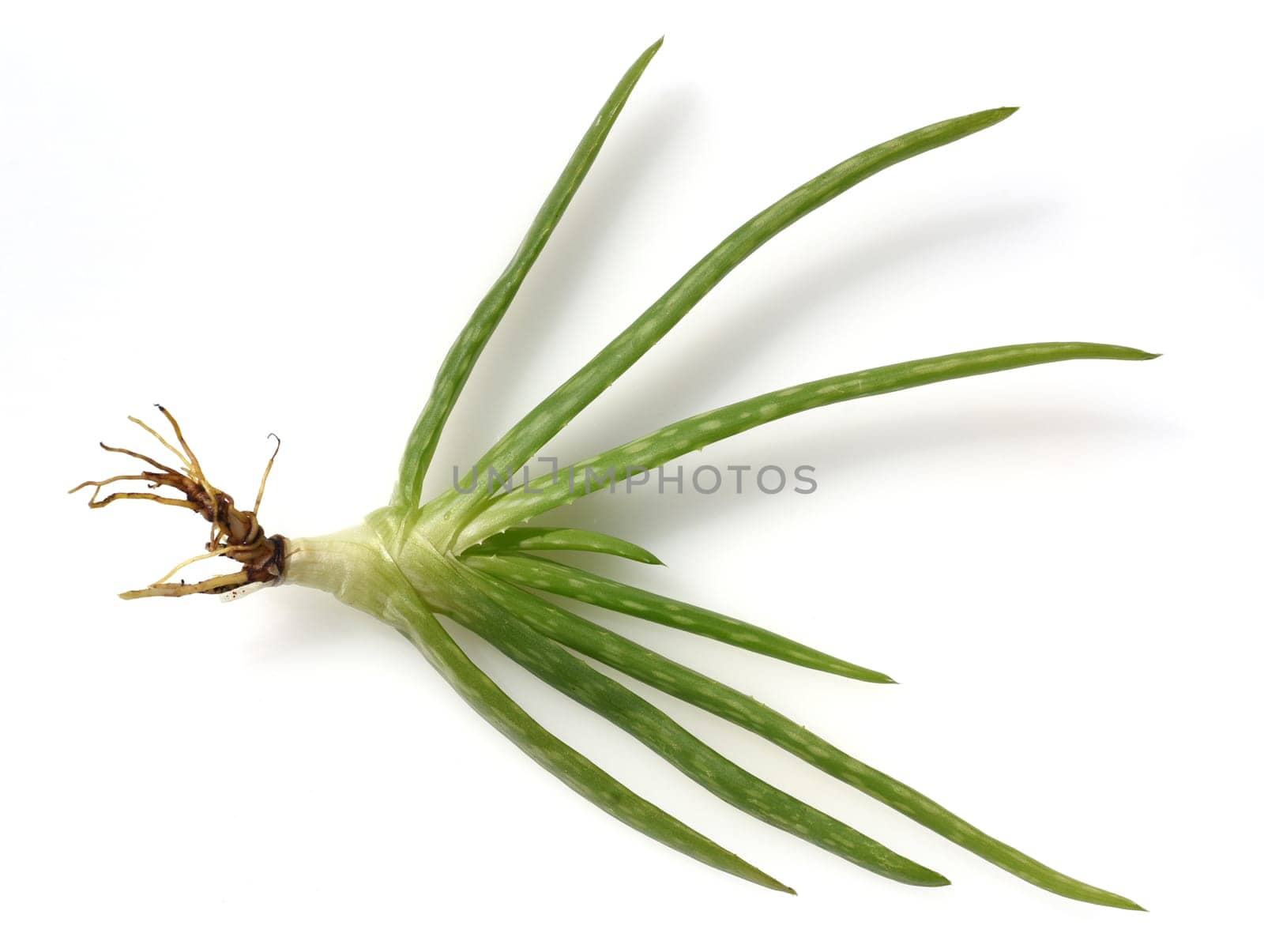 Aloe,Barbadensis Vera is a thick-leaved plant and is used in medicine as a medicine. Aloe,Barbadensis Vera is a succulent plant and is used in medicine as a medicinal product.