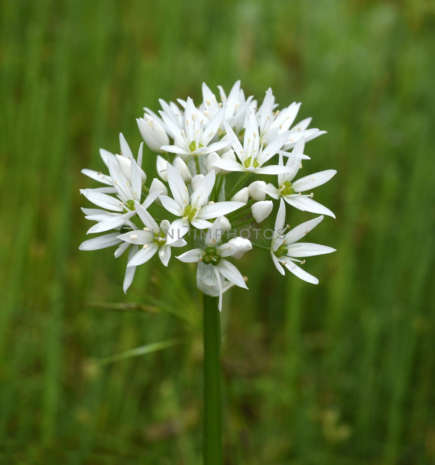 Garlic is an important wild herb and medicinal plant that has a garlic scent with white flowers. It has several poisonous double-gaengers,such as lily,autumn crocus,arum. Baerlauch is an important herb and medicinal plant that has a garlic scent with white flowers. It has several poisonous doppelgangers,(double runner) such as lily of the valley,autumn crocus and arum.