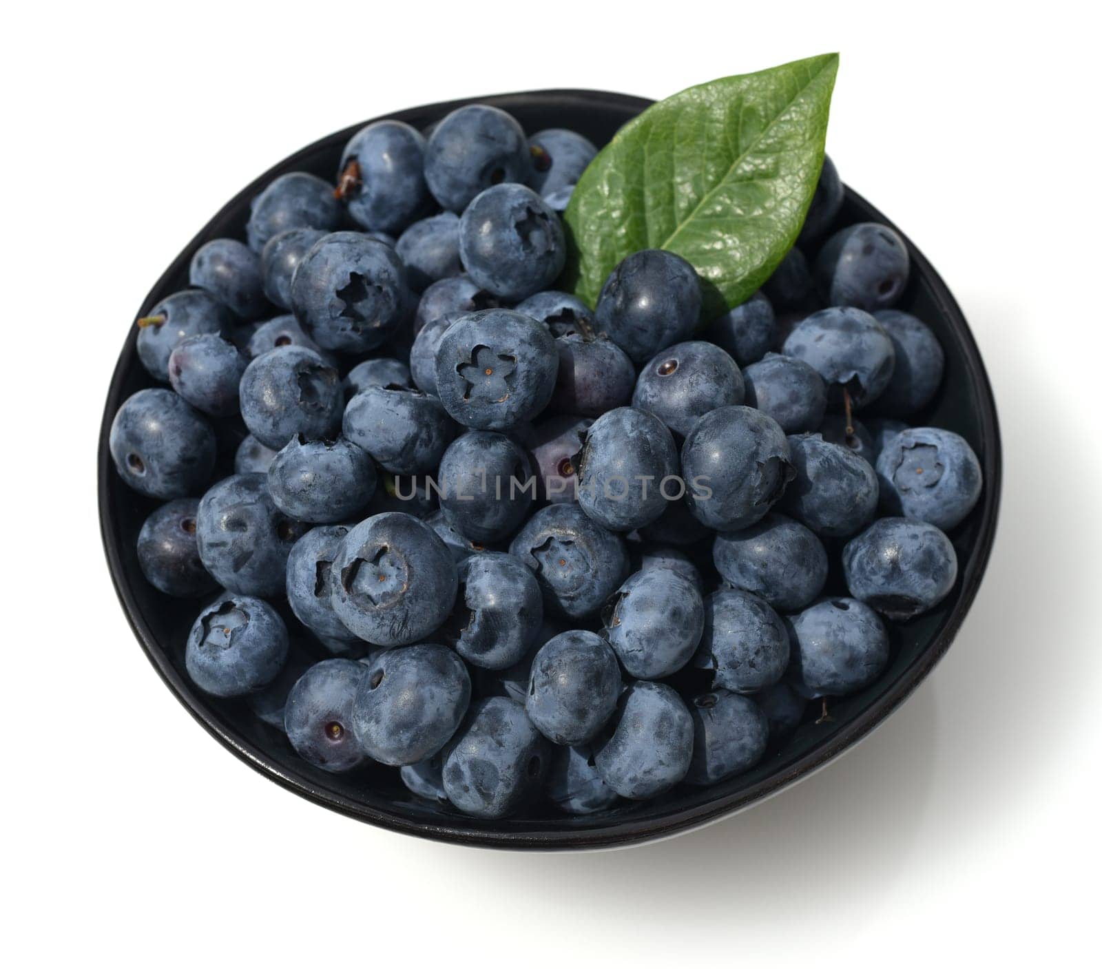 Blueberries or blueberries,vaccinium,myrtillus,is a tasty berry plant with blue berries. Bilberry or bilberry,vaccinium myrtillus,is a tasty berry plant with blue berries.