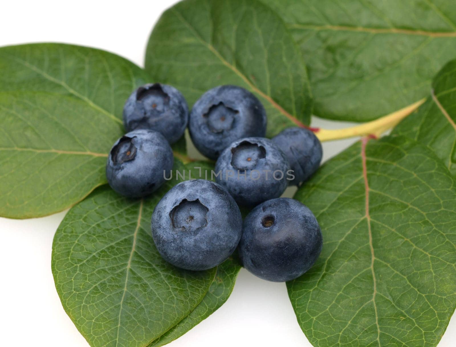 Blueberries or blueberries,vaccinium,myrtillus,is a tasty berry plant with blue berries. Bilberry or bilberry,vaccinium myrtillus,is a tasty berry plant with blue berries.
