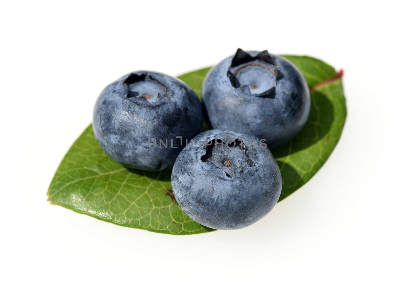 Blueberries or blueberries,vaccinium,myrtillus,is a tasty berry plant with blue berries. Bilberry or bilberry,vaccinium myrtillus,is a tasty berry plant with blue berries.
