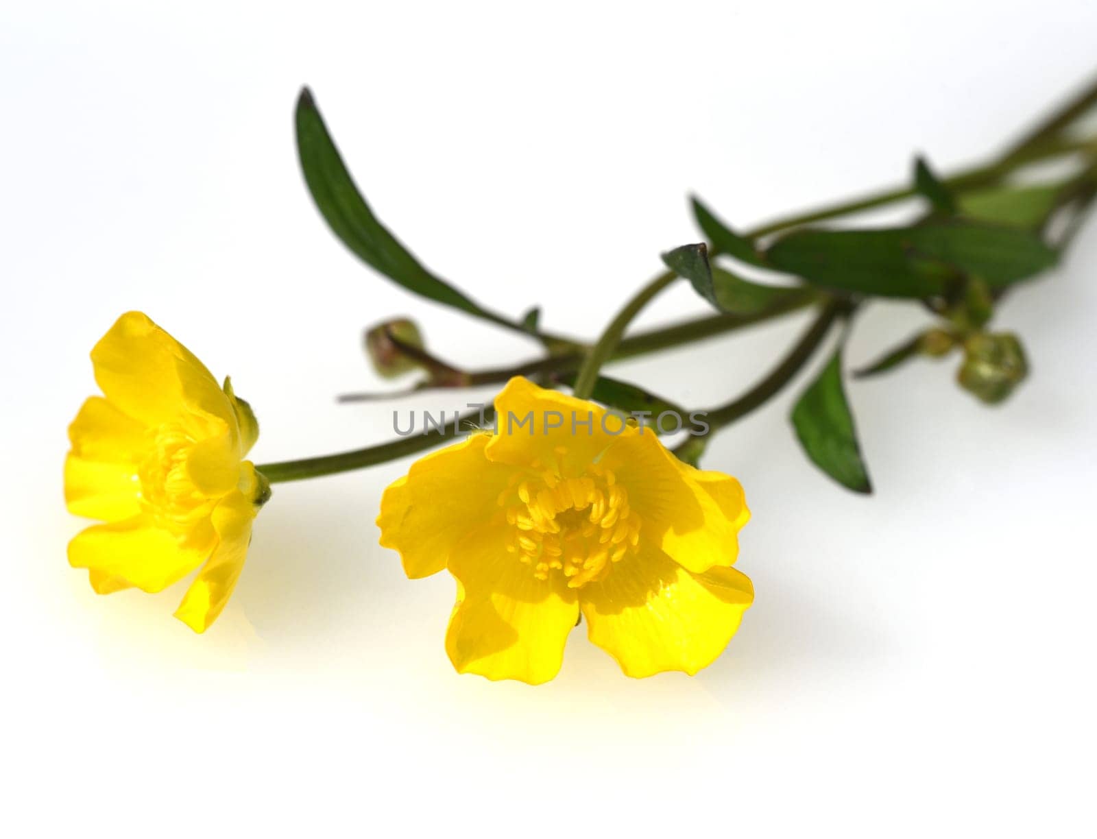 Buttercup,Ranunculus acris,is a medicinal plant and a poisonous plant. It occurs wild in meadows and has beautiful yellow flowers. Ranunculus acris is a medicinal plant and a poisonous plant. It occurs wild on meadows and has beautiful yellow flowers.