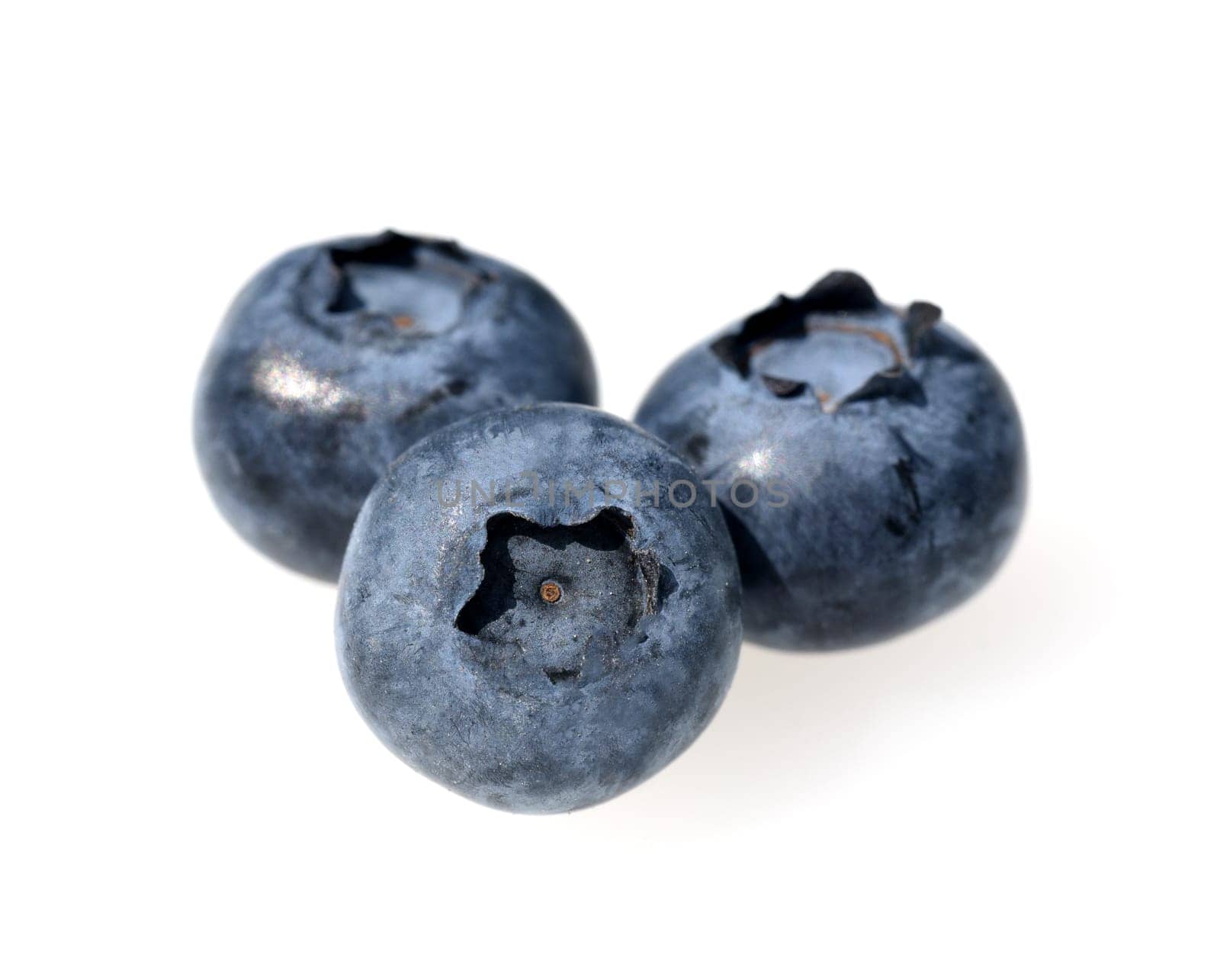 Blueberries or blueberries,vaccinium,myrtillus,is a tasty berry plant with blue berries. Bilberry or bilberry,vaccinium myrtillus,is a tasty berry plant with blue berries.