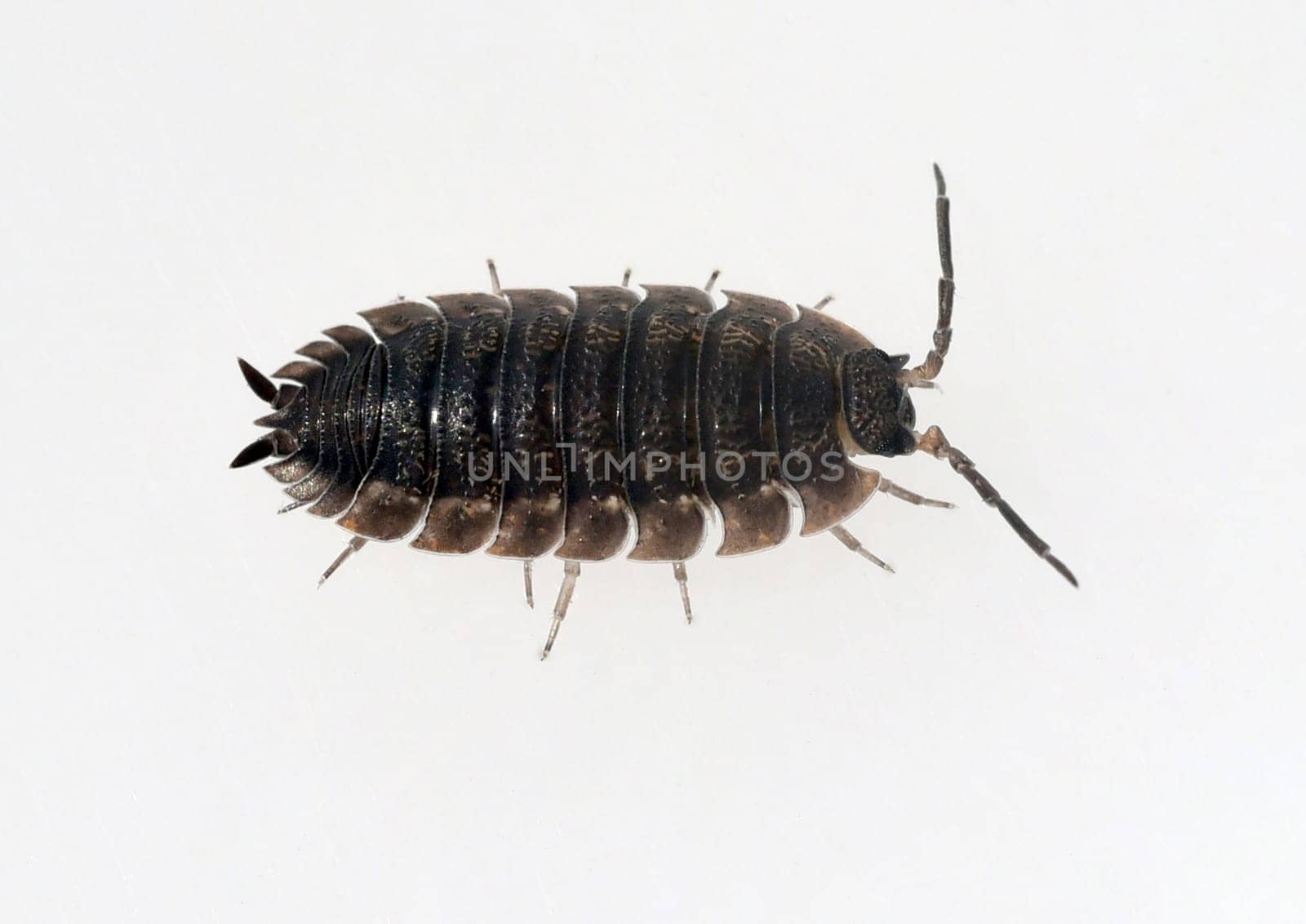 Woodlice,Porcellio scaber is a very useful isopod species,as the animals process dead plant material into humus. Woodlice,Porcellio scaber,is a very useful species of woodlice,as the animals process dead plant material into humus.