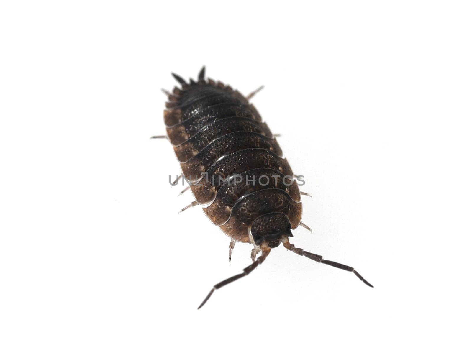 Woodlice,Porcellio scaber is a very useful isopod species,as the animals process dead plant material into humus. Woodlice,Porcellio scaber,is a very useful species of woodlice,as the animals process dead plant material into humus.