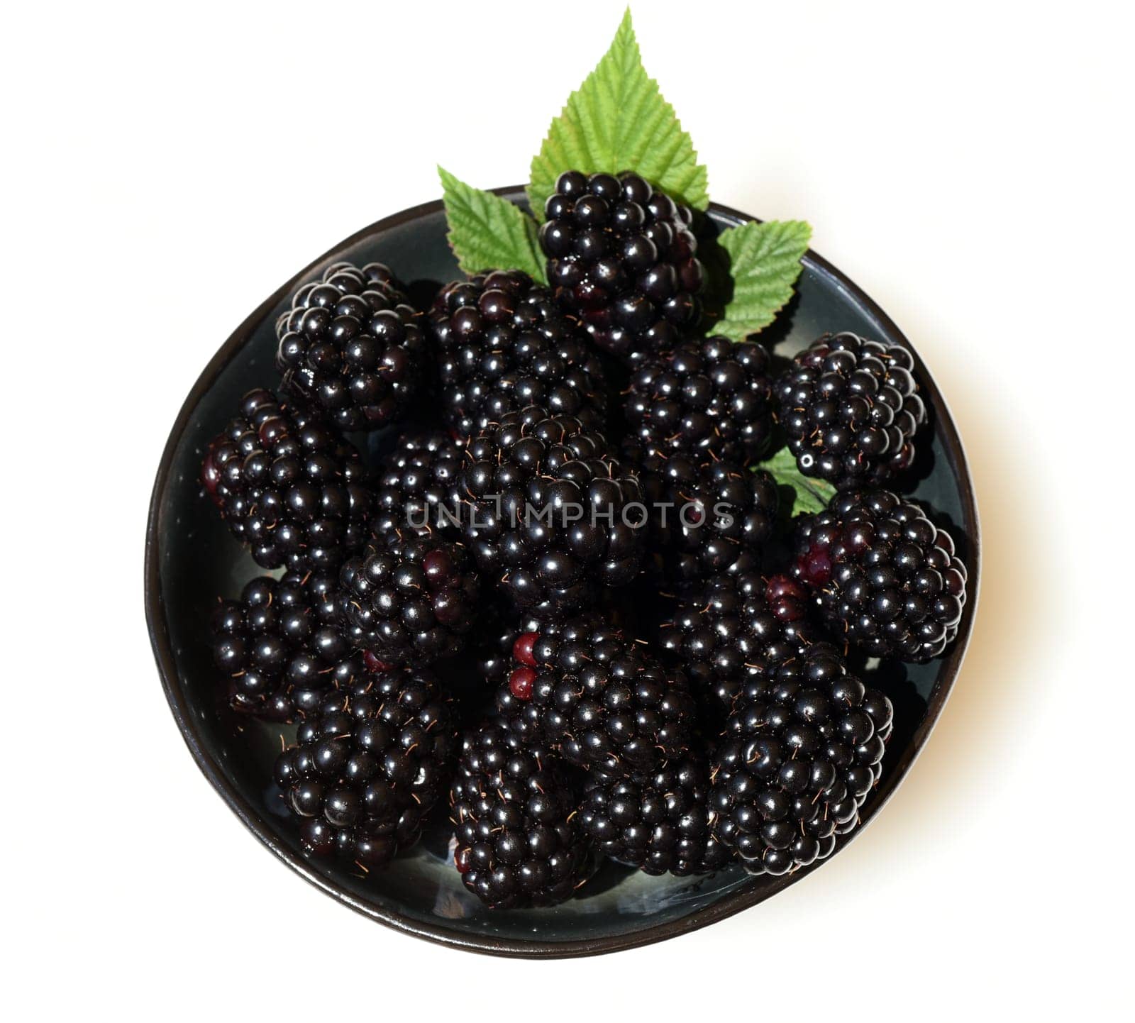 Blackberries,Rubus fructicosa,is a tasty berry plant with black berries. Blackberries,Rubus fructicosa,is a tasty berry plant with black berries