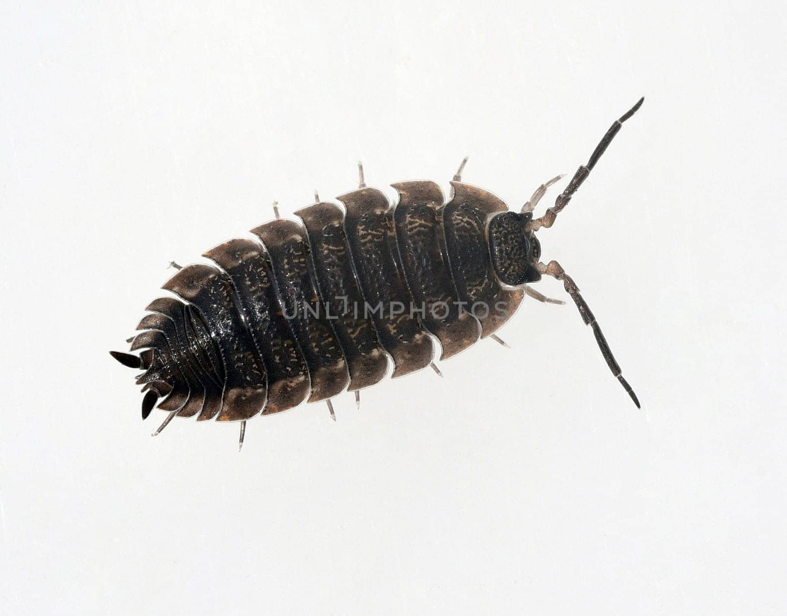 Woodlice,Porcellio scaber is a very useful isopod species,as the animals process dead plant material into humus. Woodlice,Porcellio scaber,is a very useful species of woodlice,as the animals process dead plant material into humus.