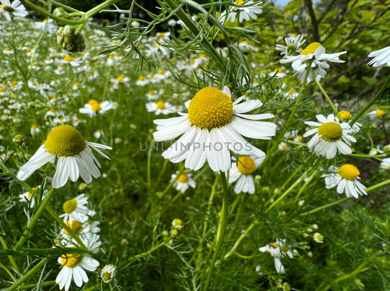 Chamomile,Chamomilla recutita is an important medicinal plant with white flowers. Chamomile,Chamomilla recutita is an important medicinal plant with white flowers.