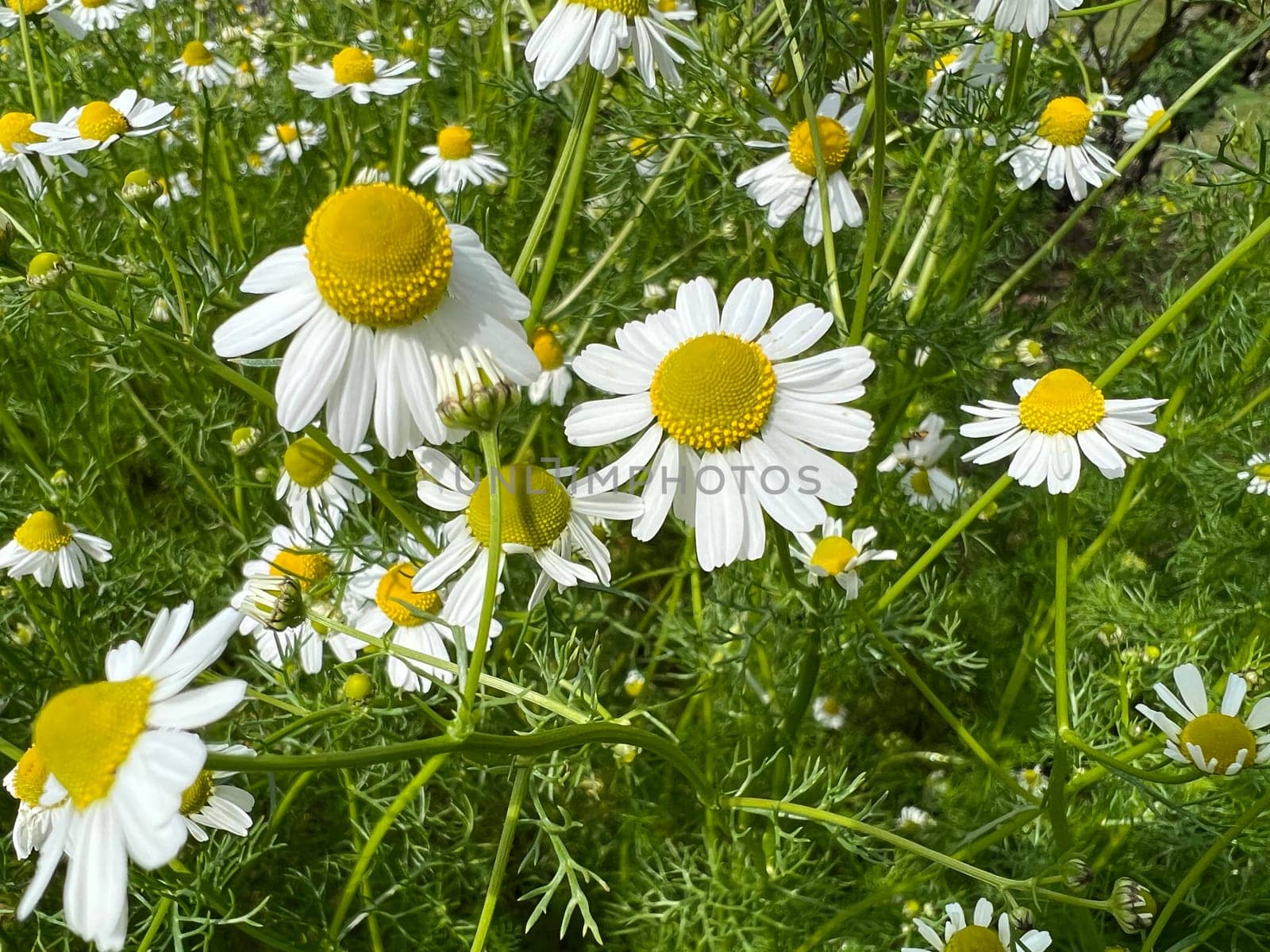 Chamomile,Chamomilla recutita is an important medicinal plant with white flowers. Chamomile,Chamomilla recutita is an important medicinal plant with white flowers.