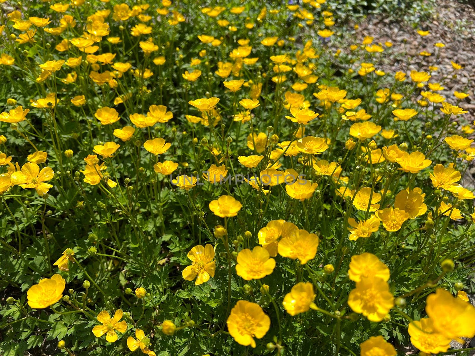 Buttercup,Ranunculus acris,is a medicinal plant and a poisonous plant. It occurs wild in meadows and has beautiful yellow flowers. Ranunculus acris is a medicinal plant and a poisonous plant. It occurs wild on meadows and has beautiful yellow flowers.