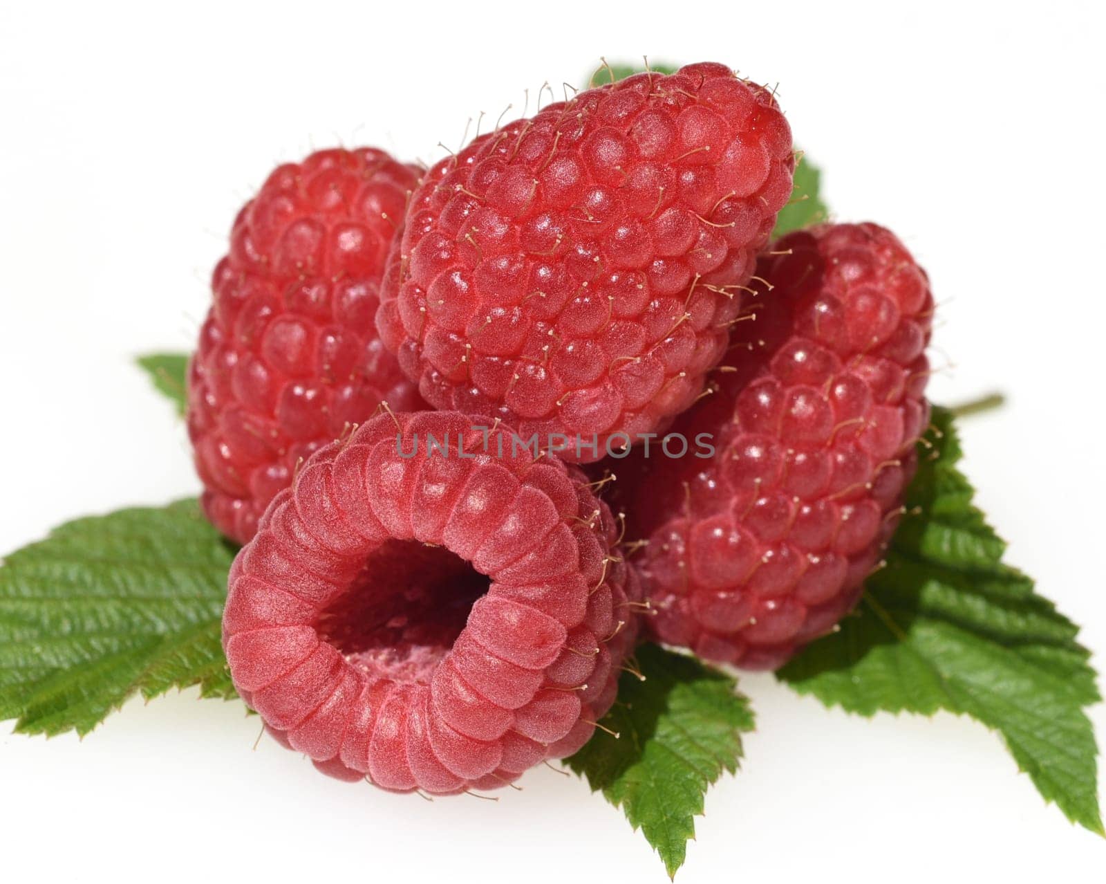 Raspberries,Rubus,idaeus,is a tasty berry plant with red berries. Raspberries,Rubus idaeus,is a tasty berry plant with red berries.