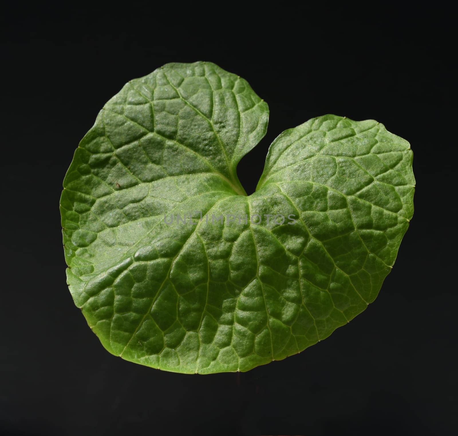 Wasabi,also known as Japanese horseradish or water horseradish,is a species of plant in the cruciferous family. Wasabi,also known as Japanese horseradish or water horseradish,is a plant species from the cruciferous family.