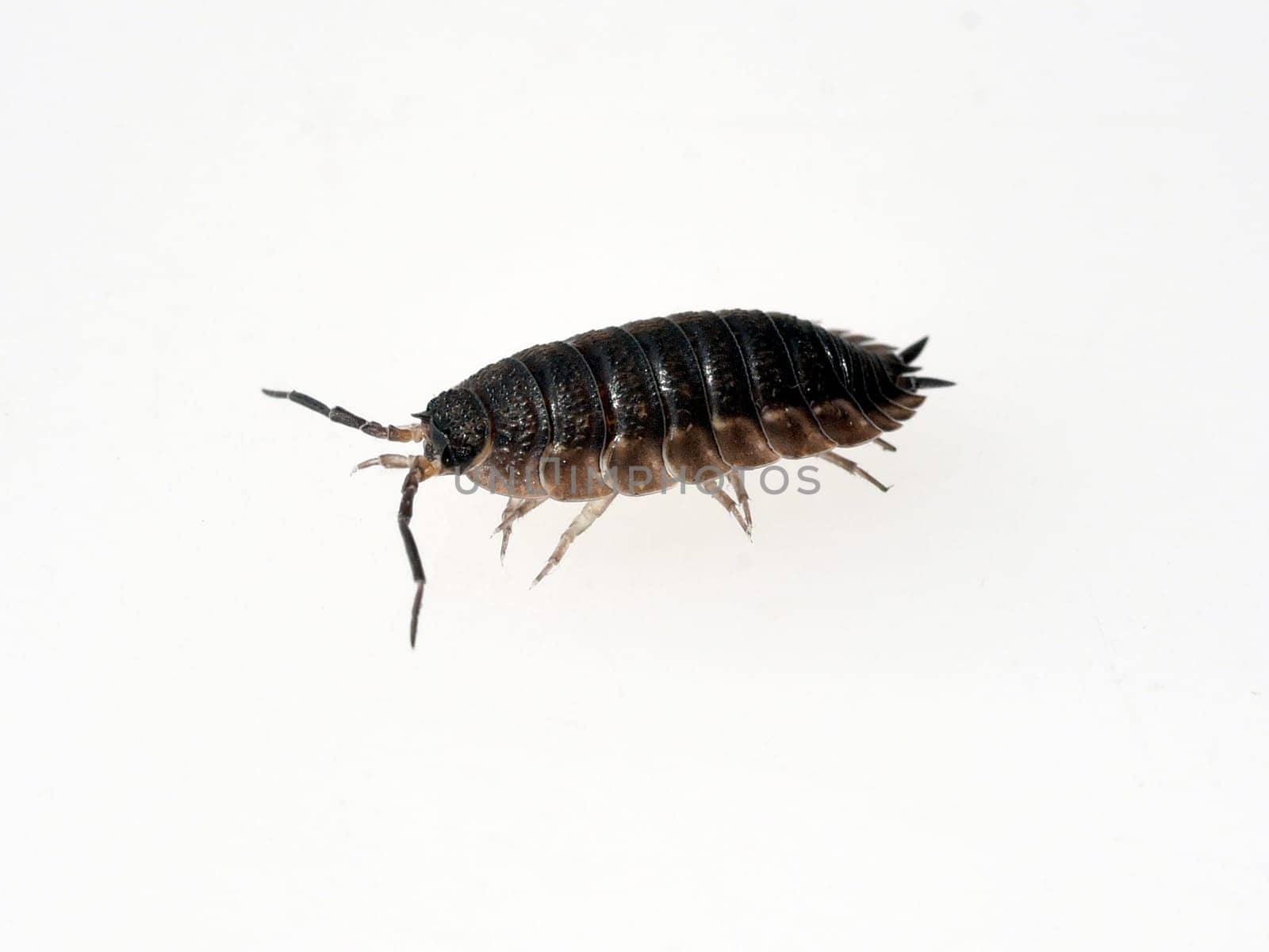 Woodlice,Porcellio scaber is a very useful isopod species,as the animals process dead plant material into humus. Woodlice,Porcellio scaber,is a very useful species of woodlice,as the animals process dead plant material into humus.