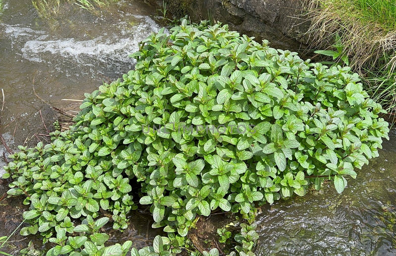 Water mint,Mentha aquatica,is an important medicinal plant with purple flowers and is used in medicine. It is an aquatic plant. Water Mint,Mentha aquatica,is an important medicinal plant with purple flowers and is used in medicine. She is an aquatic plant.