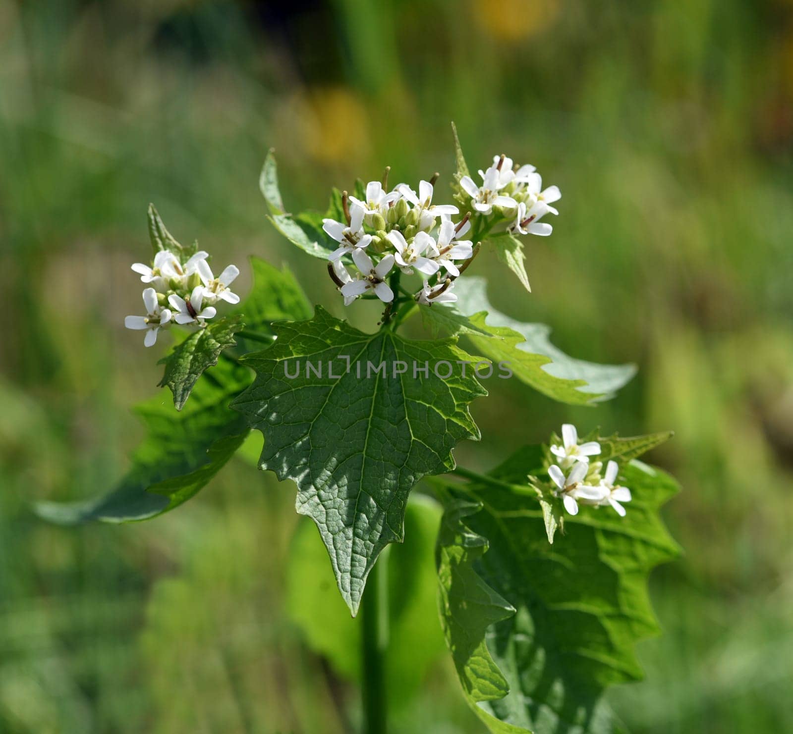 Garlic rocket is an important medicinal and medicinal plant and has white flowers. Garlic mustard is an important medicinal and medicinal plant and has white flowers.