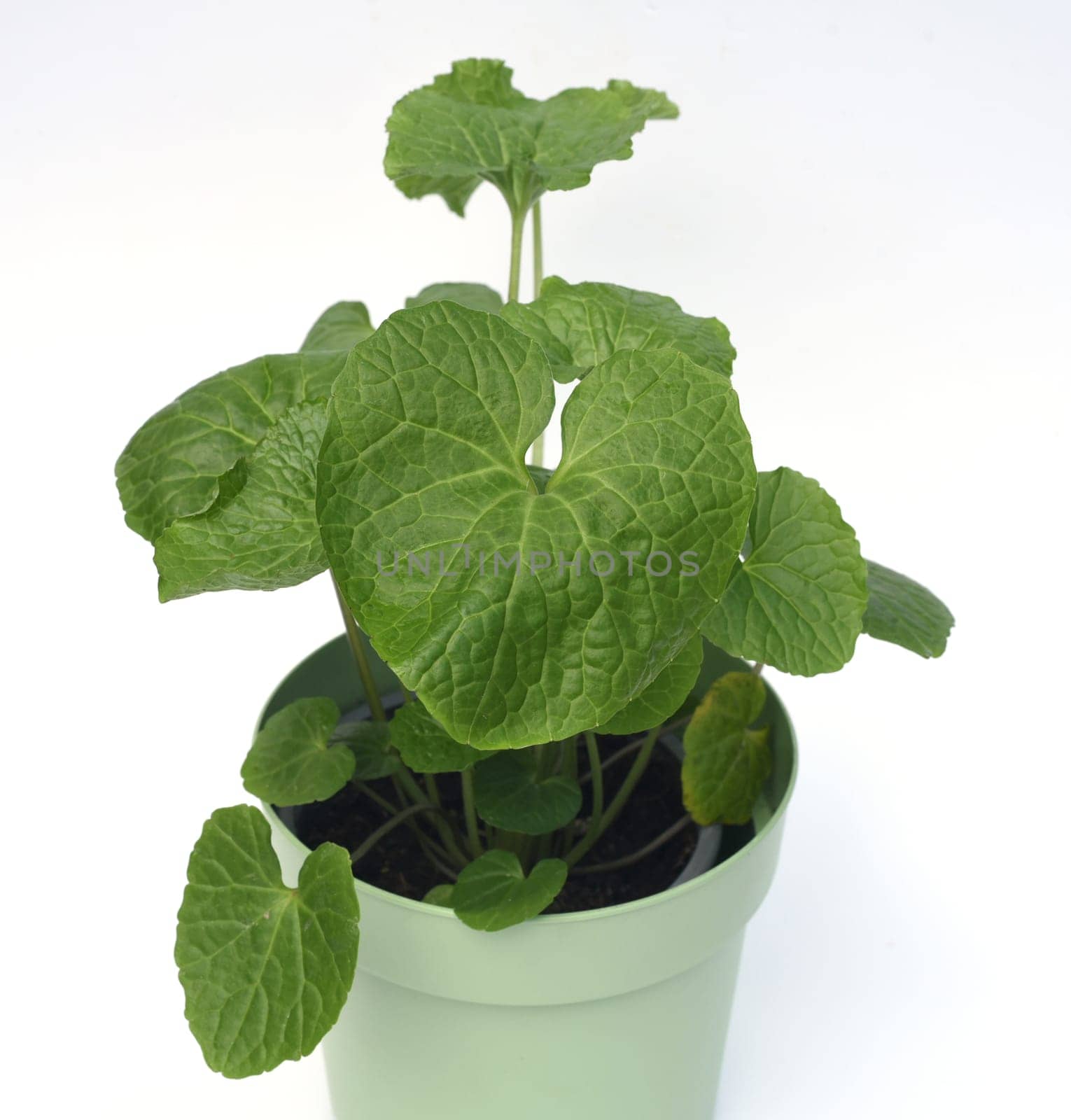 Wasabi,also known as Japanese horseradish or water horseradish,is a species of plant in the cruciferous family. Wasabi,also known as Japanese horseradish or water horseradish,is a plant species from the cruciferous family.