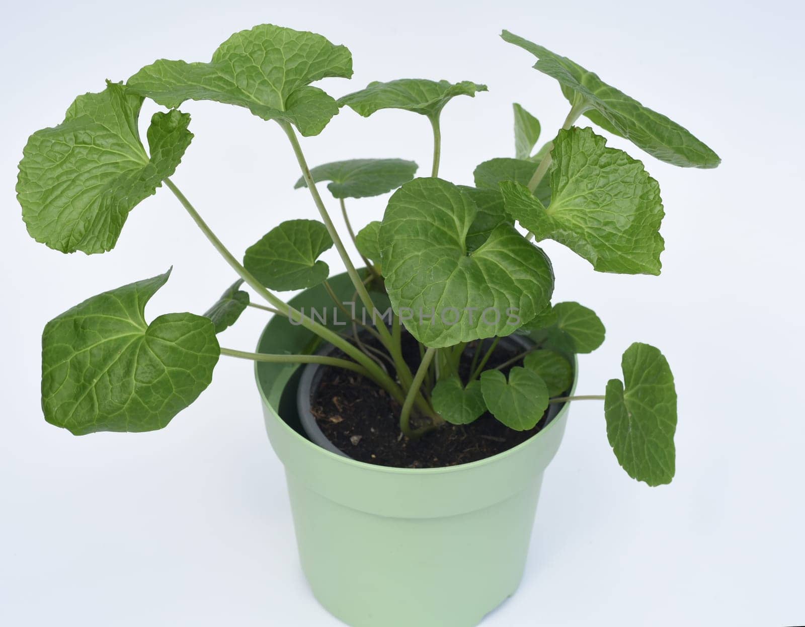 Wasabi,also known as Japanese horseradish or water horseradish,is a species of plant in the cruciferous family. Wasabi,also known as Japanese horseradish or water horseradish,is a plant species from the cruciferous family.