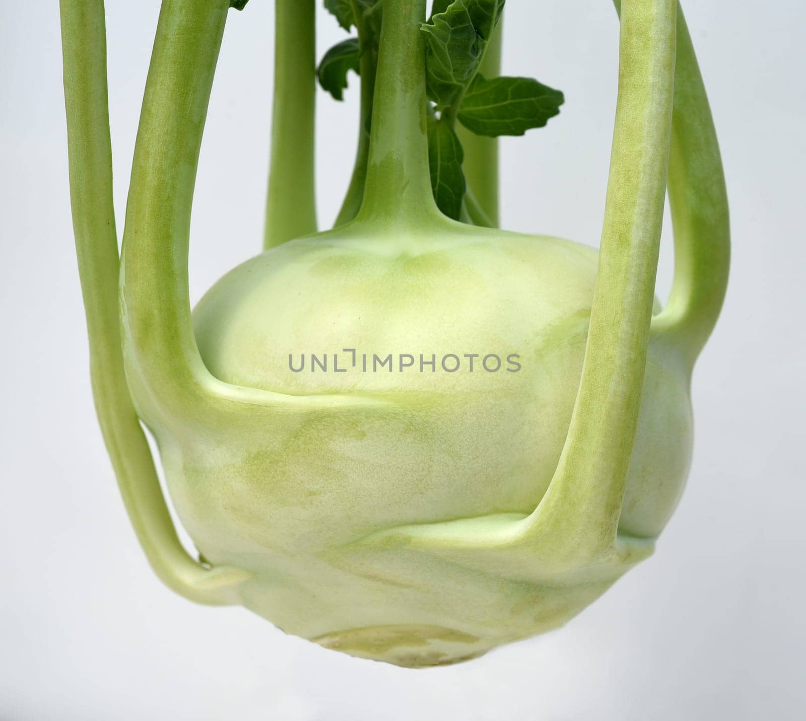 Kohlrabi,Brassica oleracea var. gongylodes,is a tasty vegetable species and is also a medicinal plant. Kohlrabi,Brassica oleracea var. gongylodes,is a tasty vegetable and is also a medicinal plant
