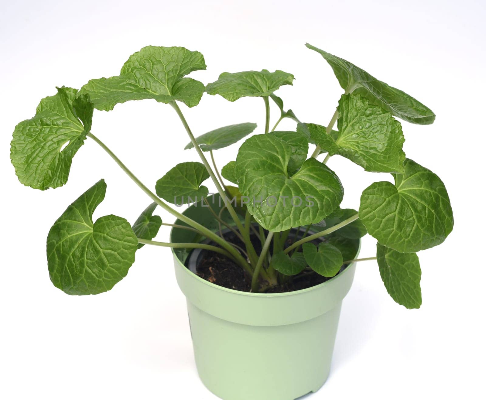 Wasabi,also known as Japanese horseradish or water horseradish,is a species of plant in the cruciferous family. Wasabi,also known as Japanese horseradish or water horseradish,is a plant species from the cruciferous family.