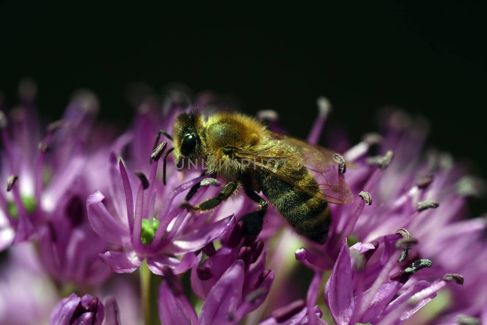Bee,Apis mellifera,is an important insect for pouring plants and collecting honey. Honey bee,Apis mellifera,is an important insect for pollinating plants and collecting honey.