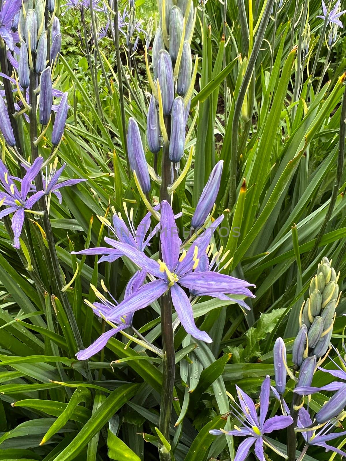 Prairie lily Camassia leichtlinii is an early bloomer with beautiful blue flowers. Prairie lily Camassia Leichtlinii is an early bloomer with beautiful blue flowers.
