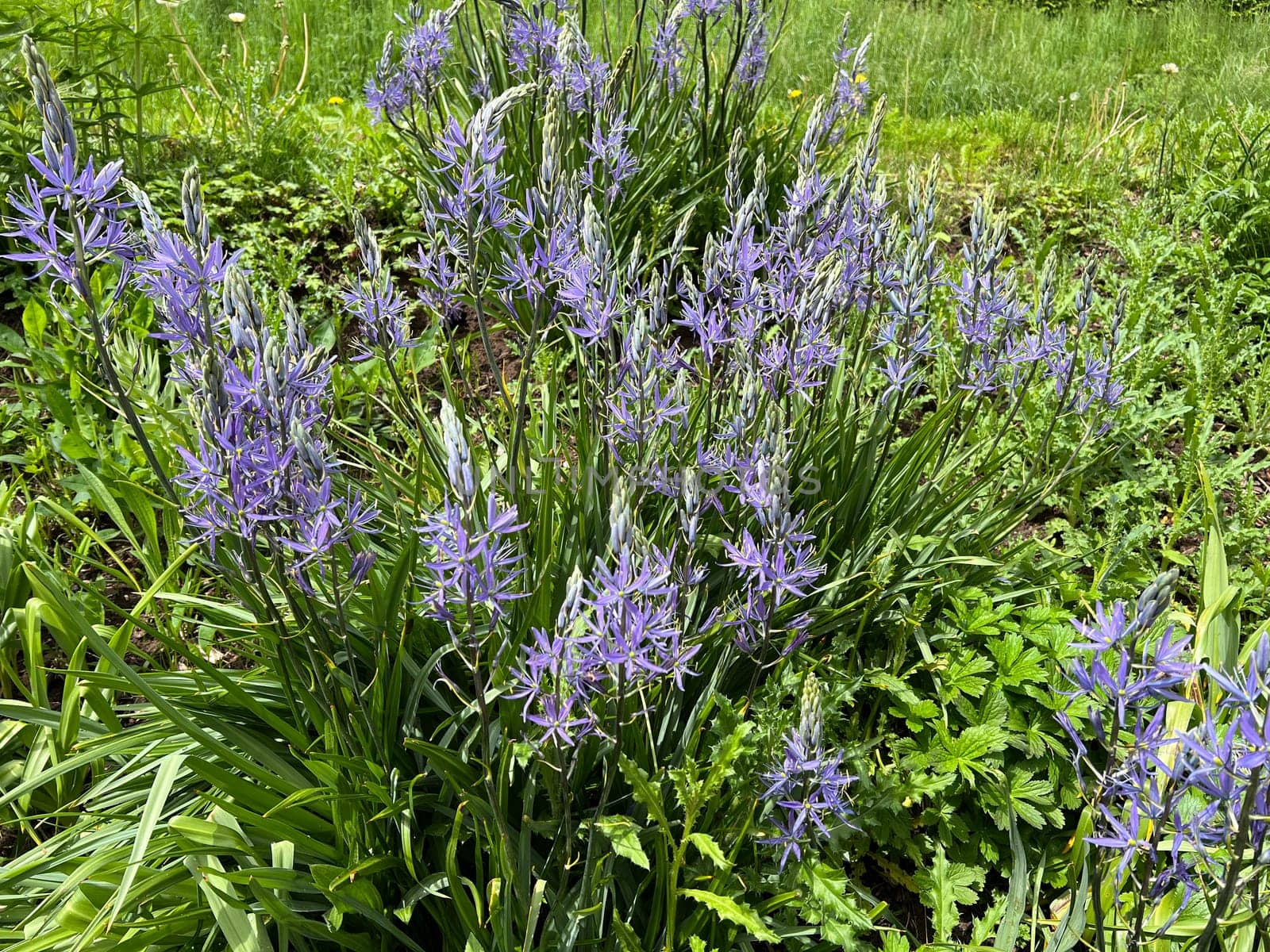 Prairie lily Camassia leichtlinii is an early bloomer with beautiful blue flowers. Prairie lily Camassia Leichtlinii is an early bloomer with beautiful blue flowers.