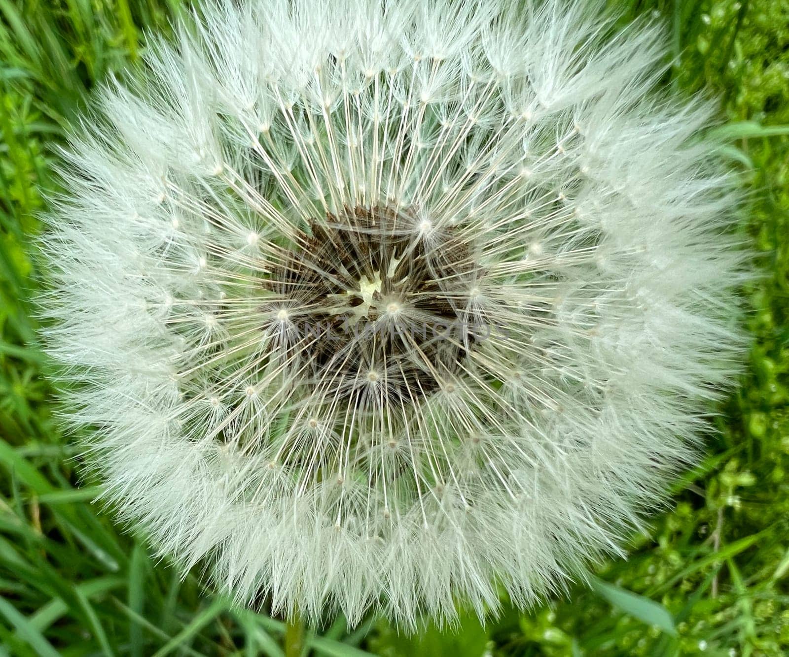 Dandelion,Taraxacum officinale,is a pioneer plant and survival artist that can also thrive on gravel roads. Dandelion,Taraxacum officinale as a wall flower,is a pioneer plant and survival artist that can also thrive on gravel roads.