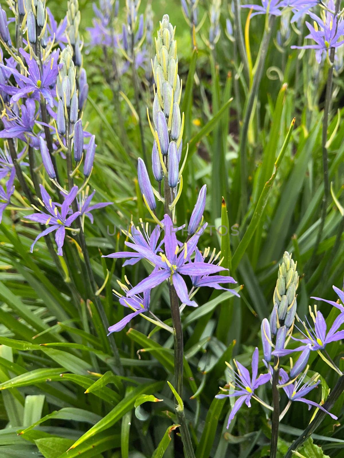 Prairie lily Camassia leichtlinii is an early bloomer with beautiful blue flowers. Prairie lily Camassia Leichtlinii is an early bloomer with beautiful blue flowers.