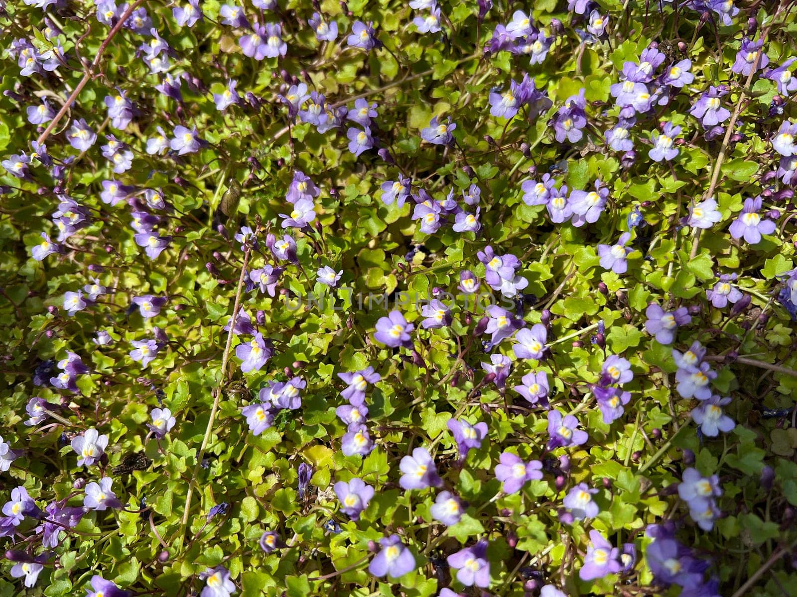 Cymbalaria muralis is a wild and medicinal plant with purple flowers. Cymbalaria muralis is a wild and medicinal plant with purple flowers.