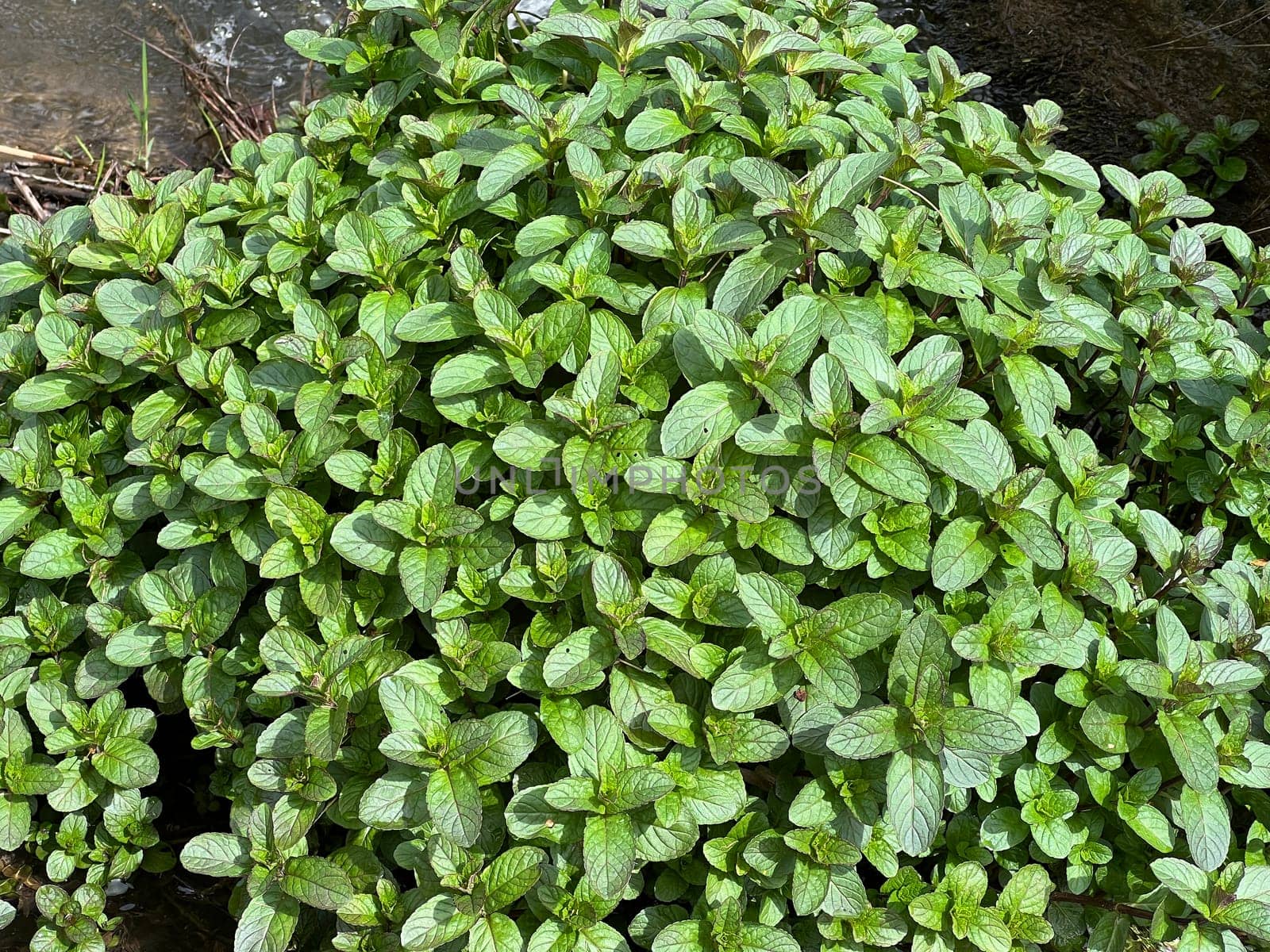 Water mint,Mentha aquatica,is an important medicinal plant with purple flowers and is used in medicine. It is an aquatic plant. Water Mint,Mentha aquatica,is an important medicinal plant with purple flowers and is used in medicine. She is an aquatic plant.
