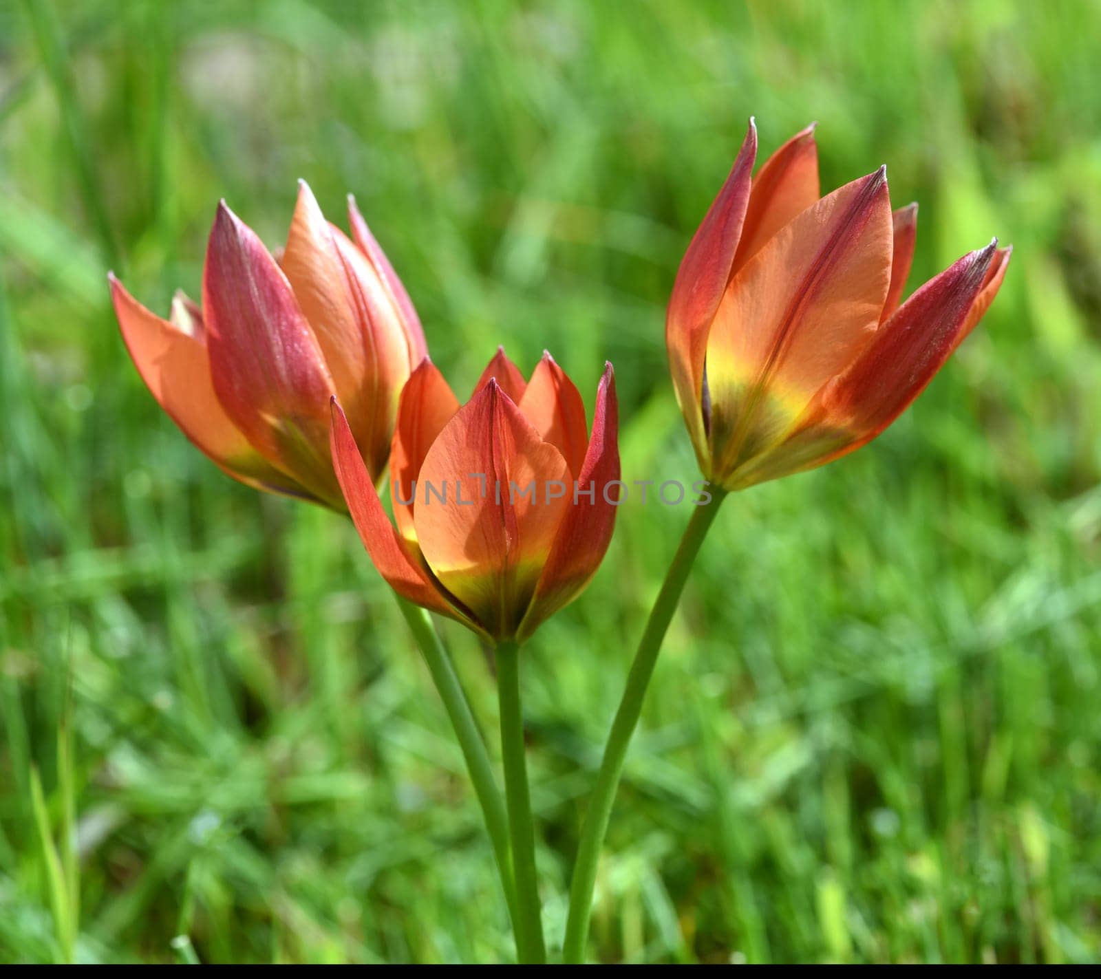 Wild tulips are the ancestors of modern garden tulips. Wild tulips are the ancestors of modern garden tulips