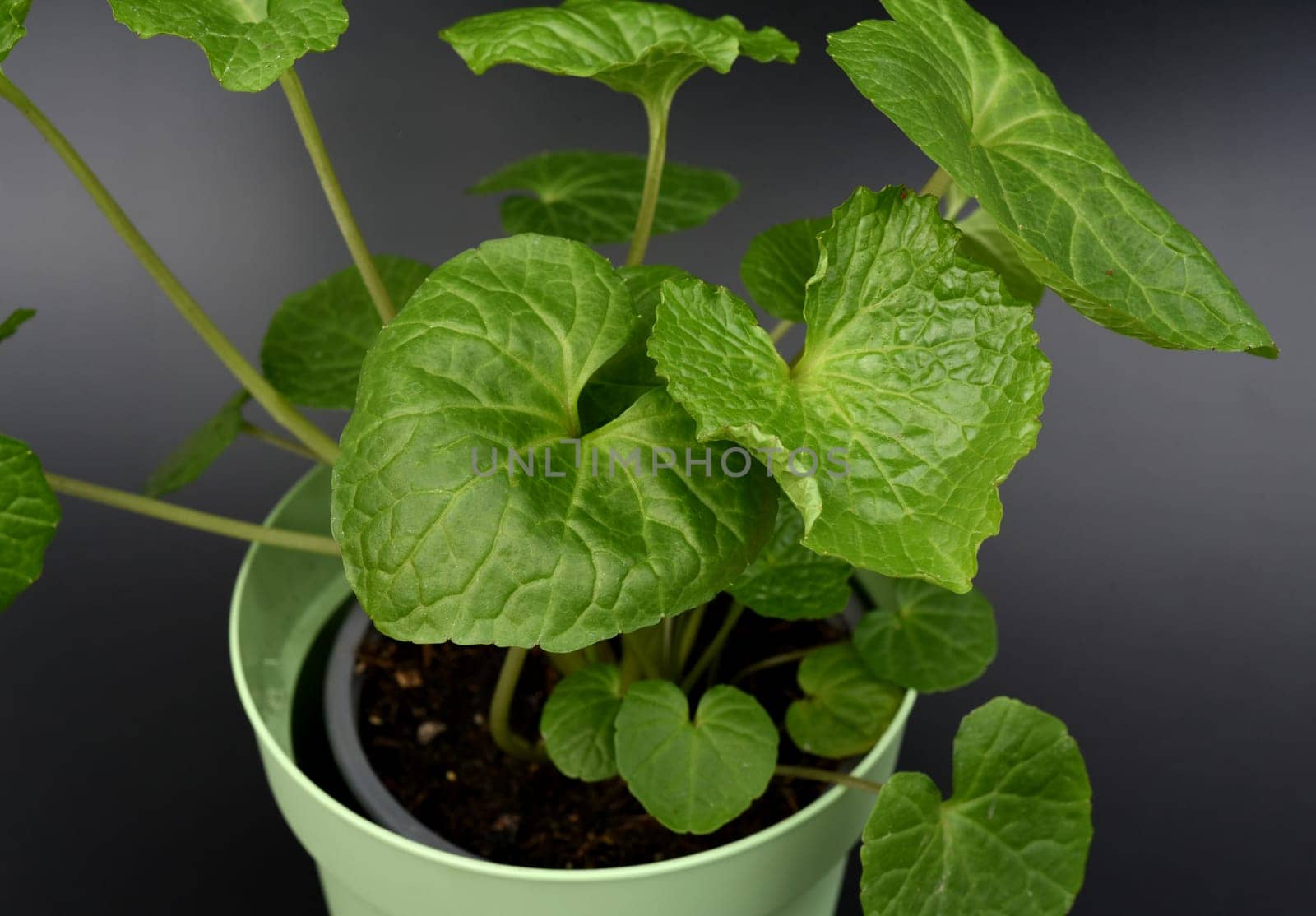 Wasabi,also known as Japanese horseradish or water horseradish,is a species of plant in the cruciferous family. Wasabi,also known as Japanese horseradish or water horseradish,is a plant species from the cruciferous family.