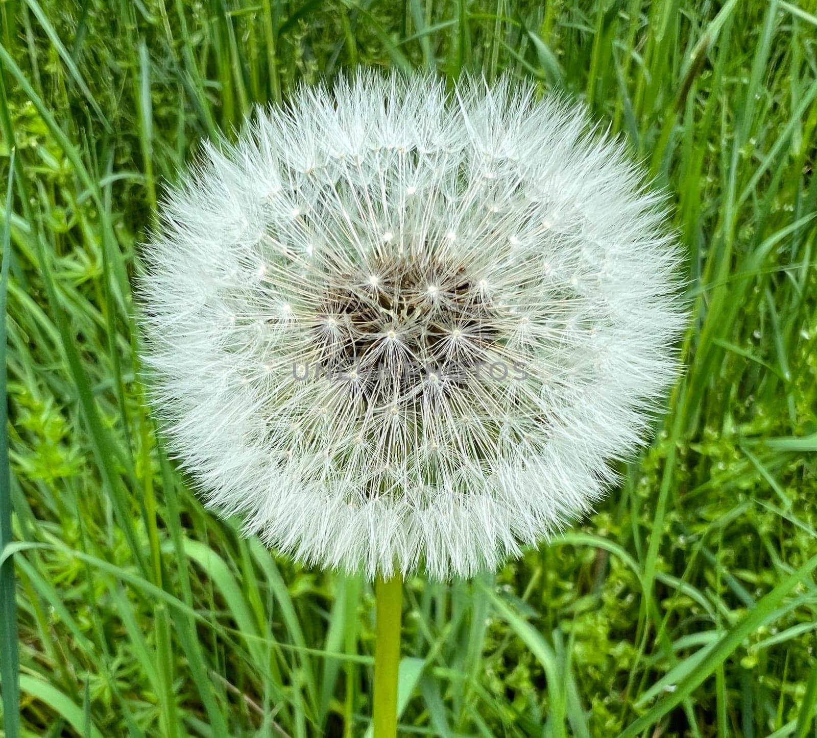 Dandelion,Taraxacum officinale,is a pioneer plant and survival artist that can also thrive on gravel roads. Dandelion,Taraxacum officinale as a wall flower,is a pioneer plant and survival artist that can also thrive on gravel roads.