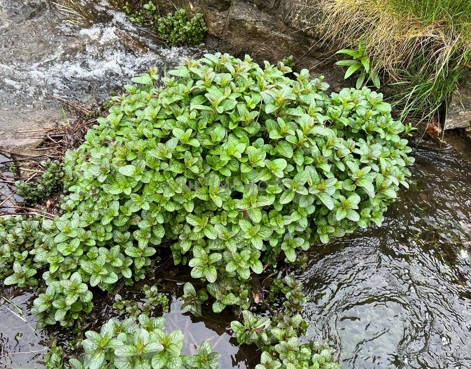 Water mint,Mentha aquatica,is an important medicinal plant with purple flowers and is used in medicine. It is an aquatic plant. Water Mint,Mentha aquatica,is an important medicinal plant with purple flowers and is used in medicine. She is an aquatic plant.